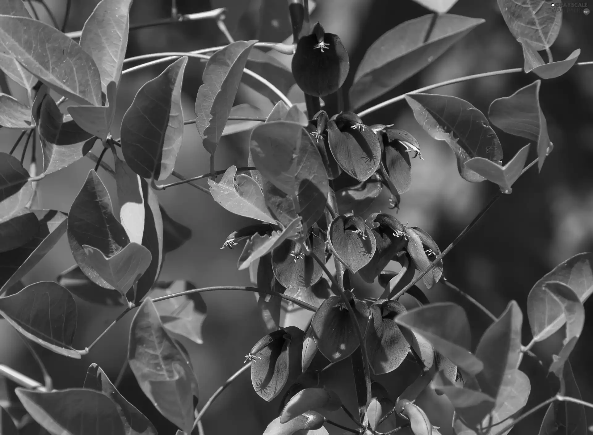 plant, Red, Flowers, Leaf