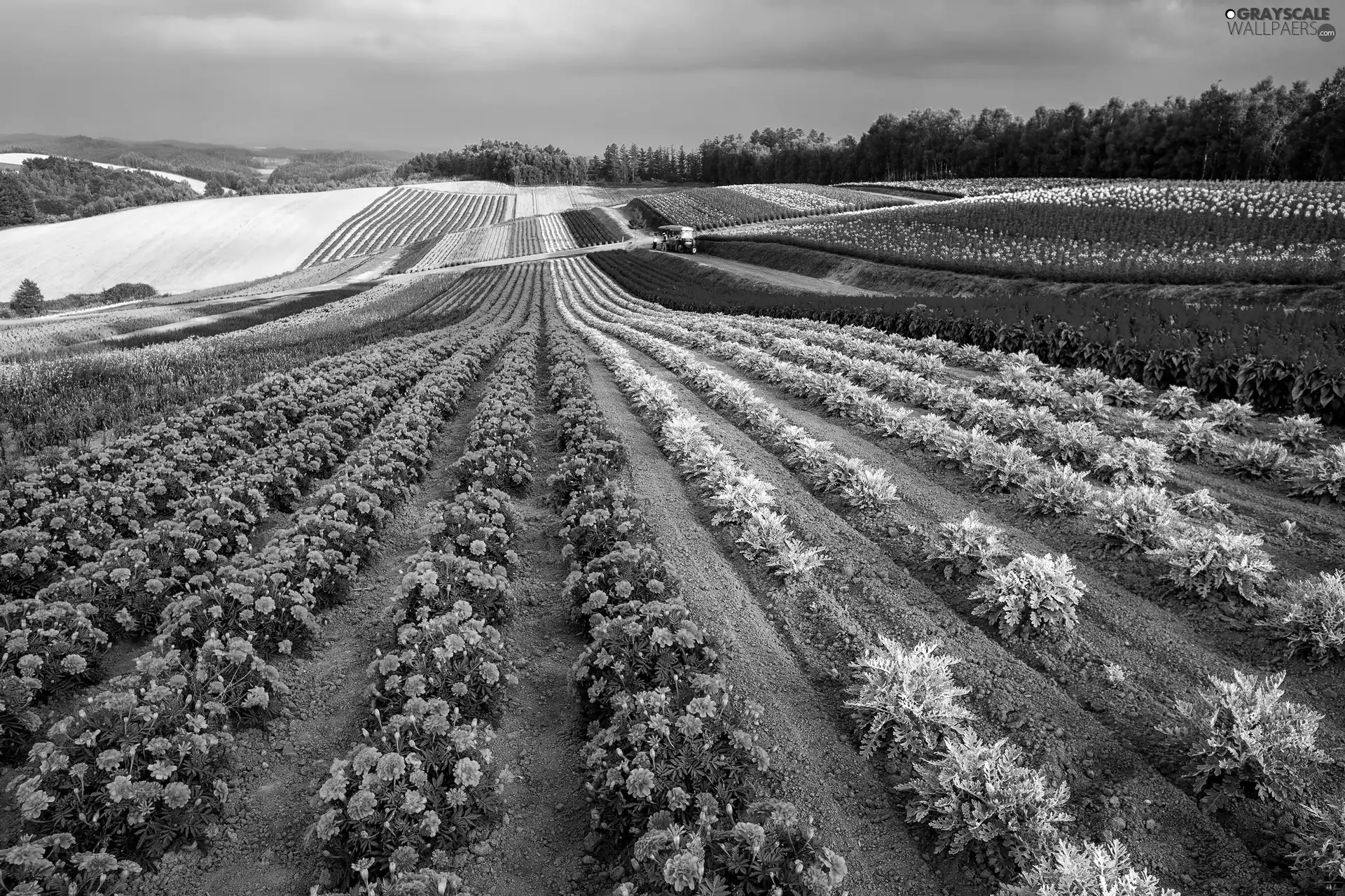 flowers, Field, plantation