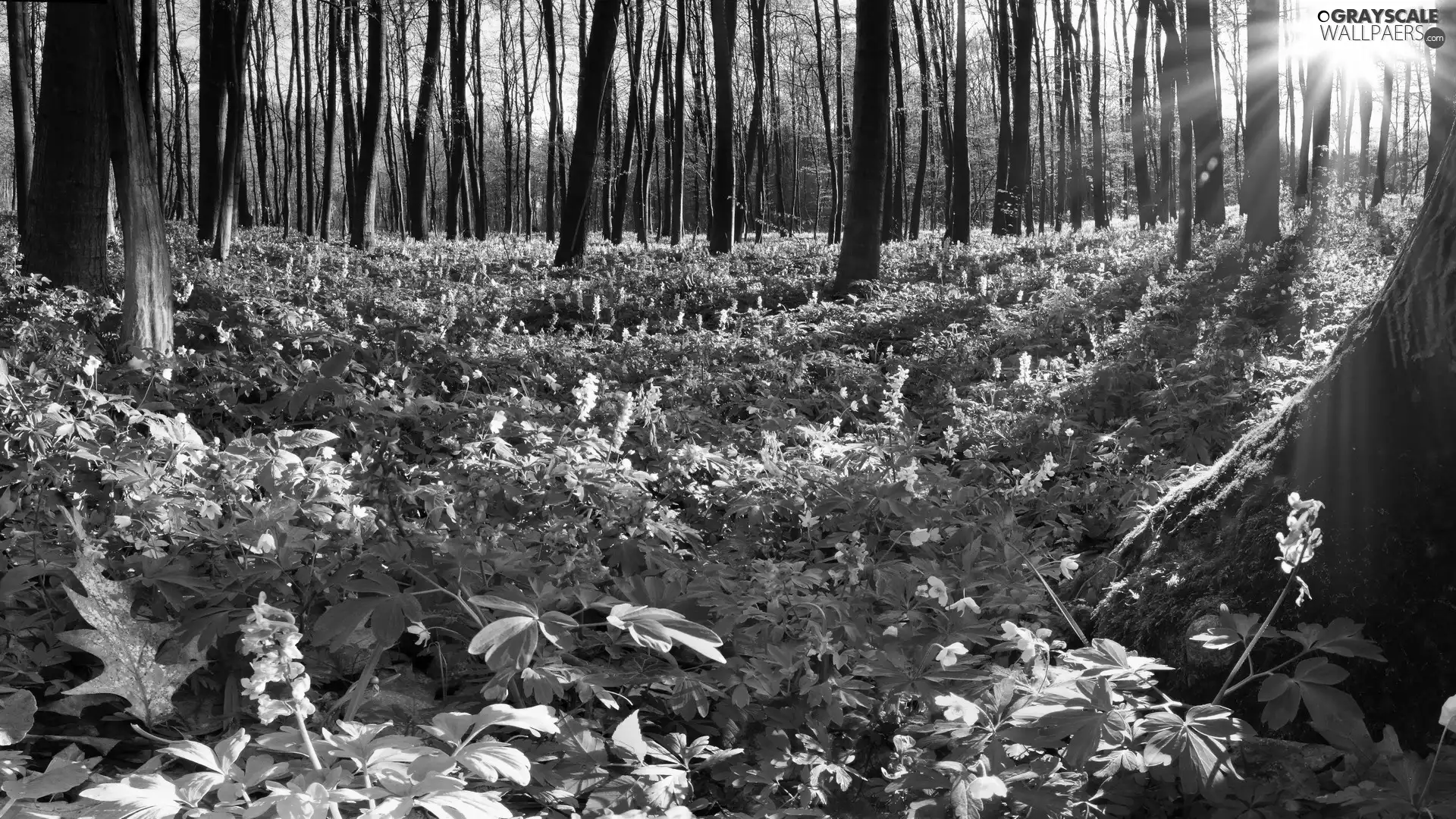 Flowers, forest, Plants