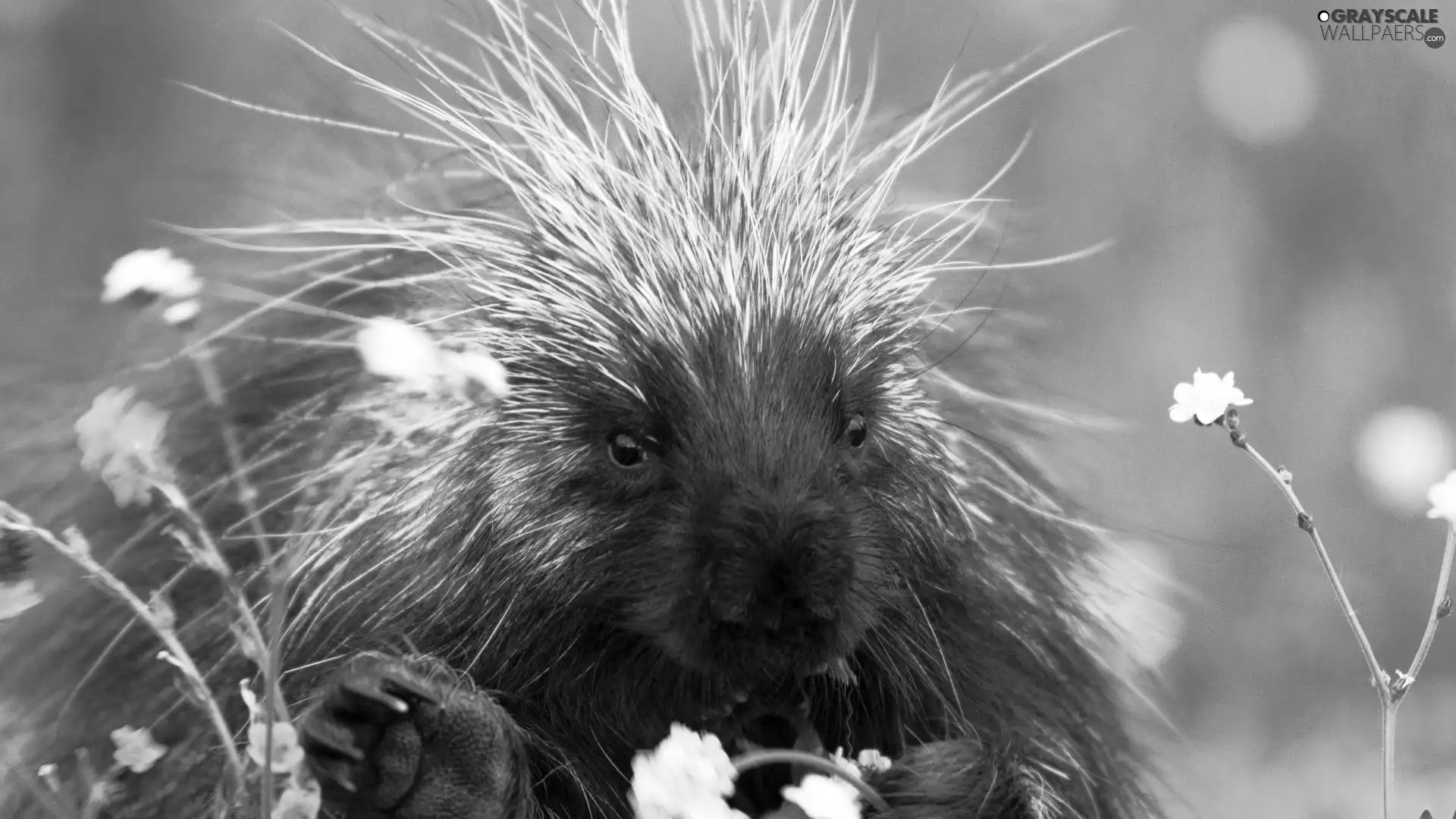 porcupine, Flowers