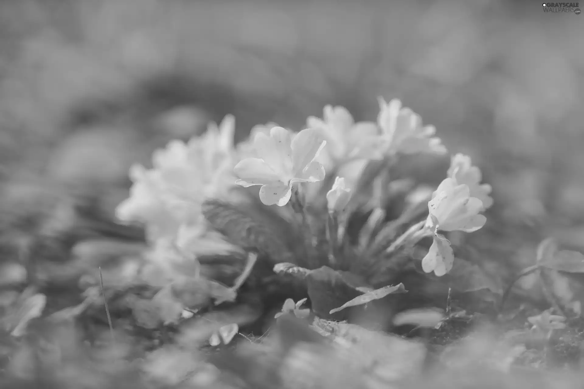 Flowers, primrose, primrose