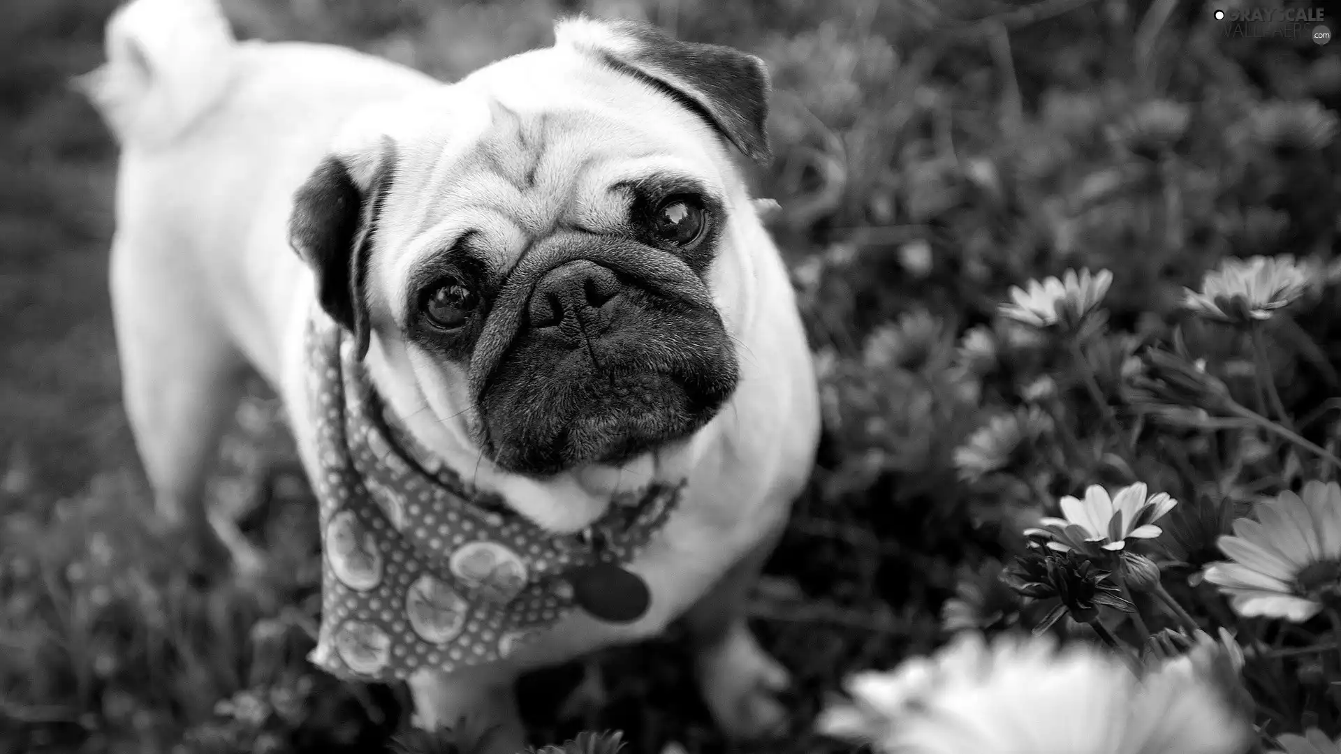 pug, purple, Flowers, scarf