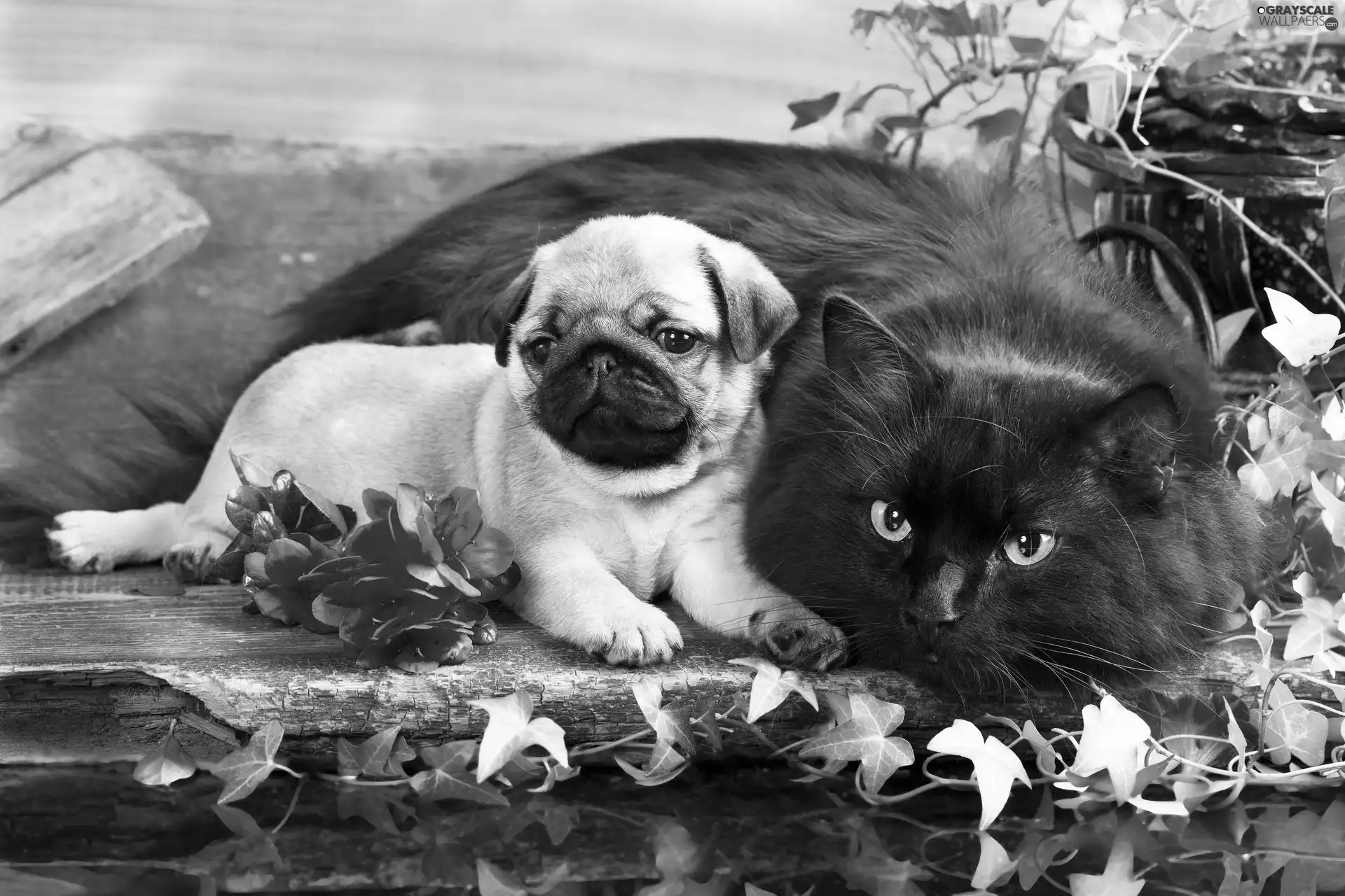 Flowers, cat, Puppy