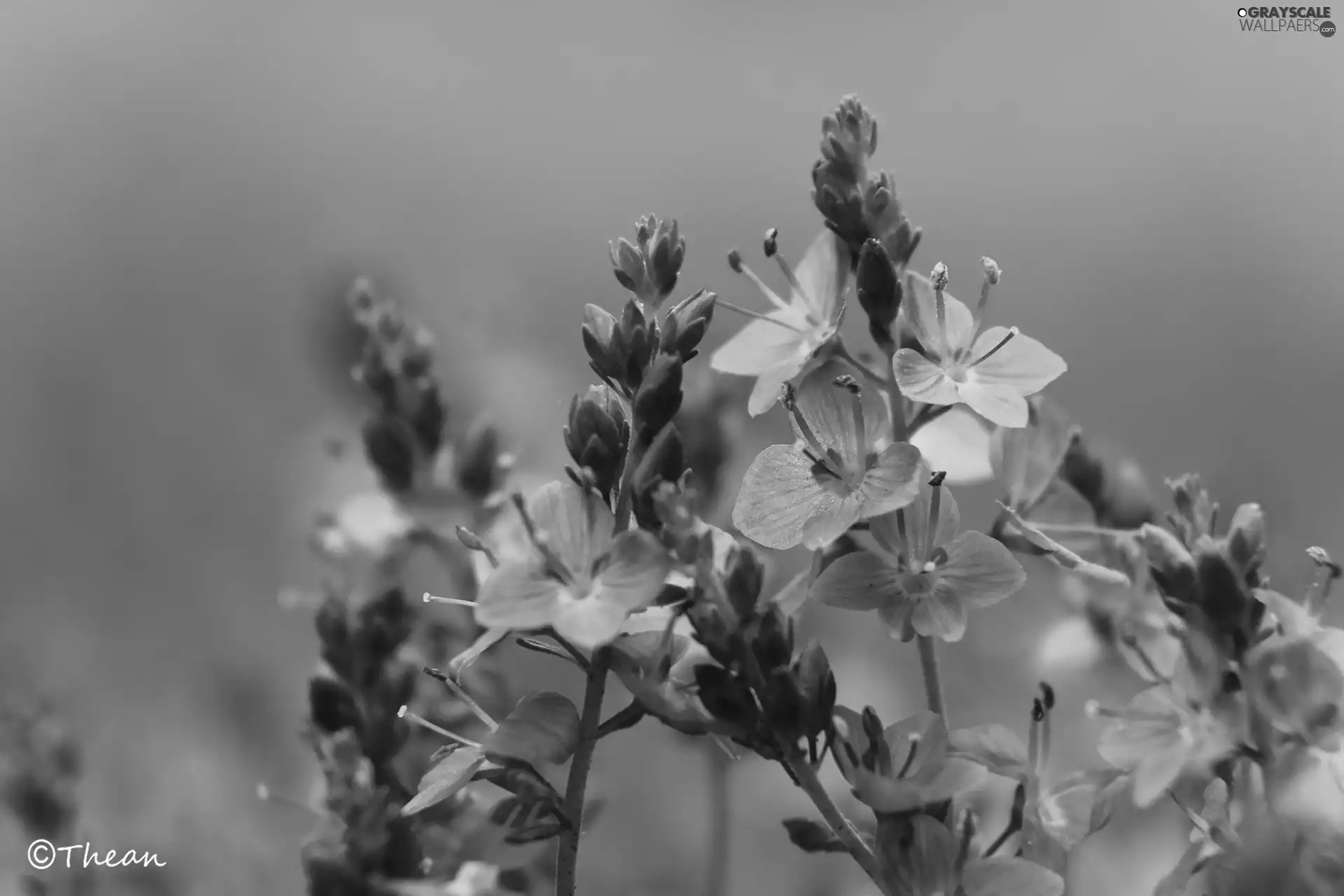 purple, Flowers