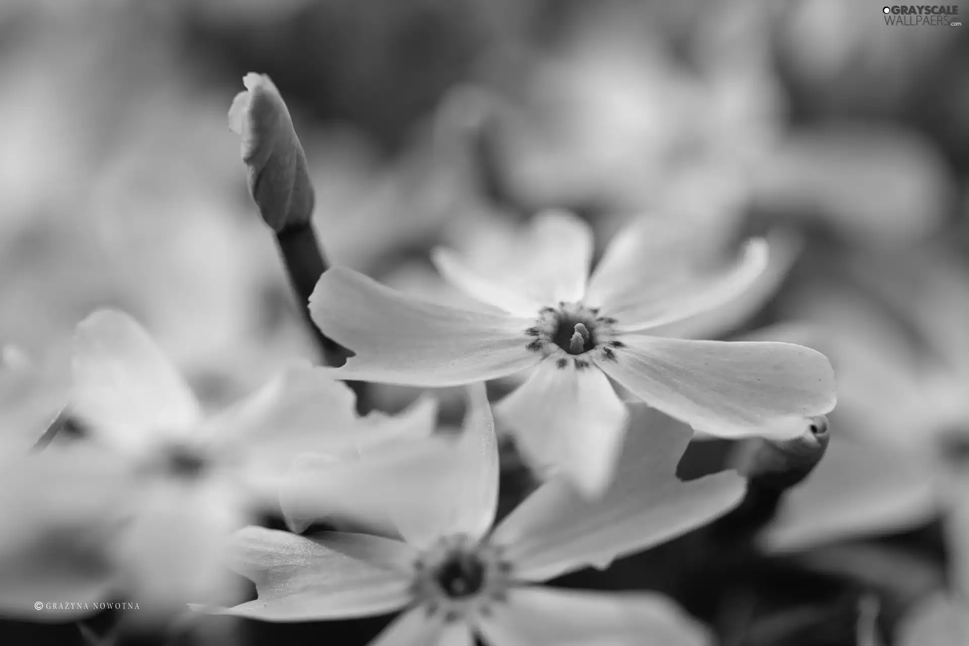 purple, Flowers