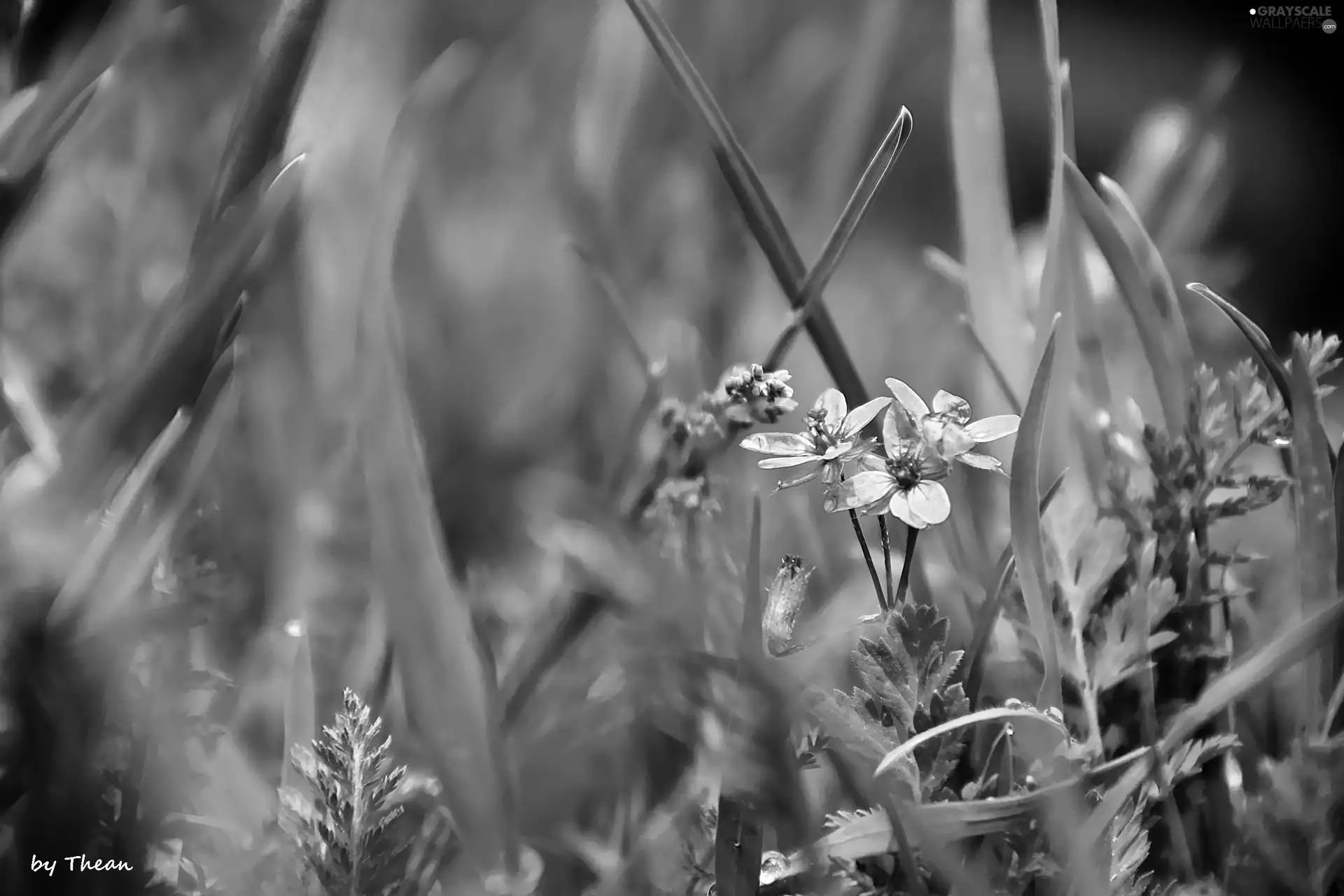 purple, flowers