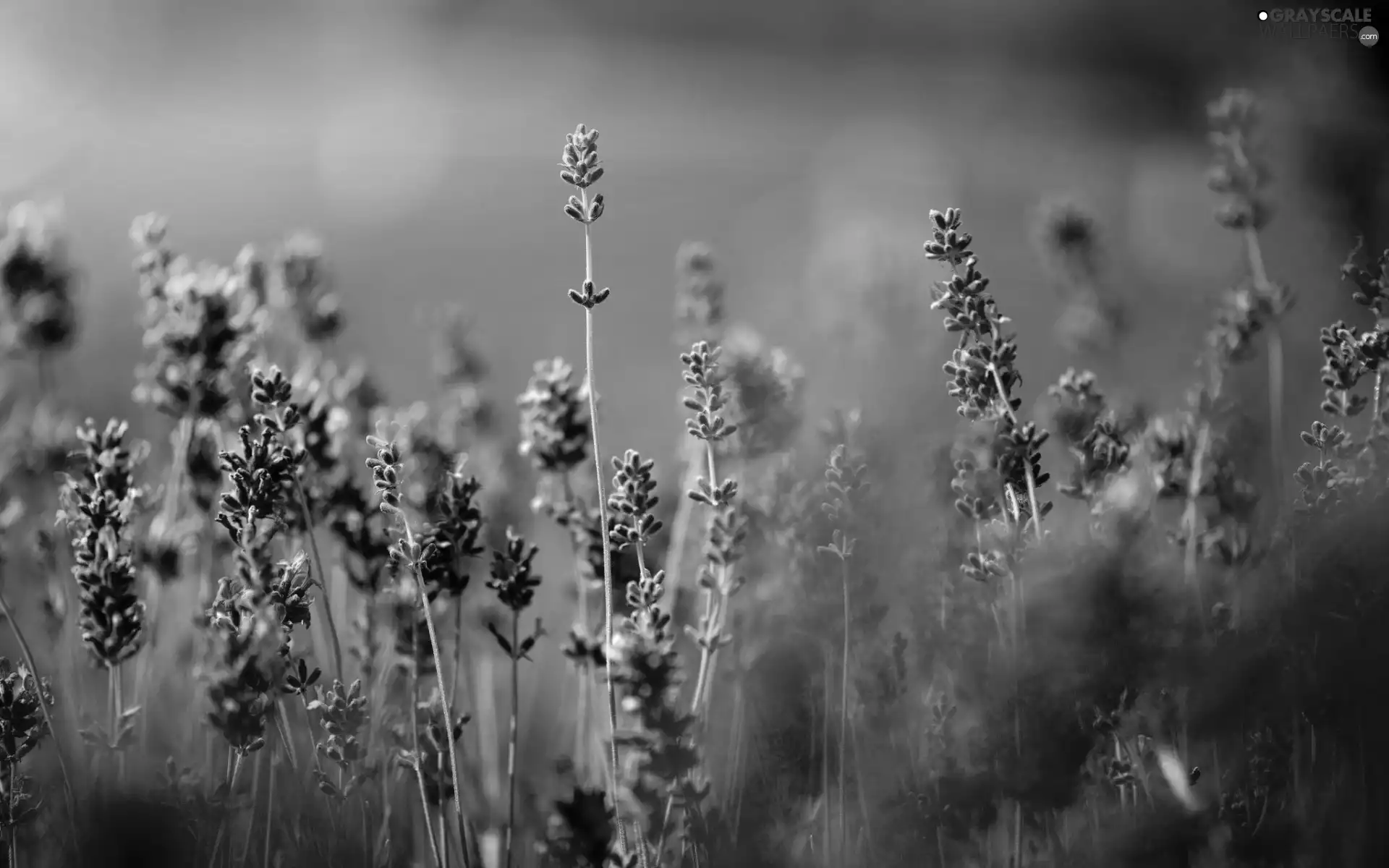 lavender, purple, Flowers