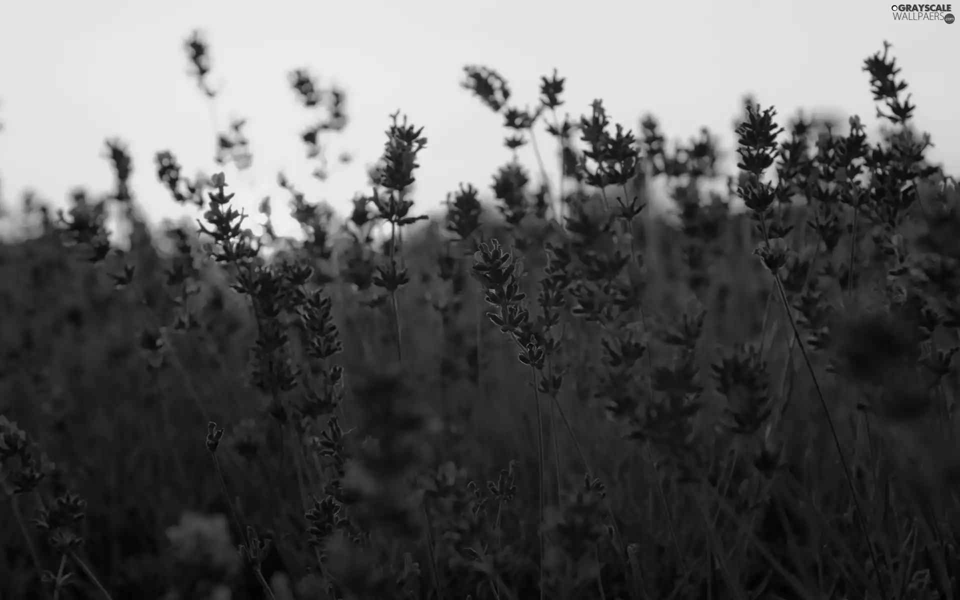 purple, Flowers