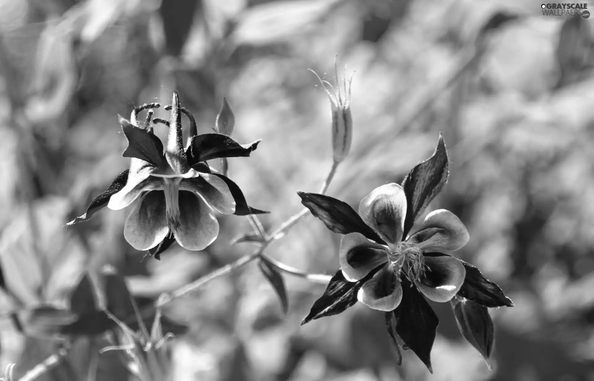 columbine, purple, Flowers