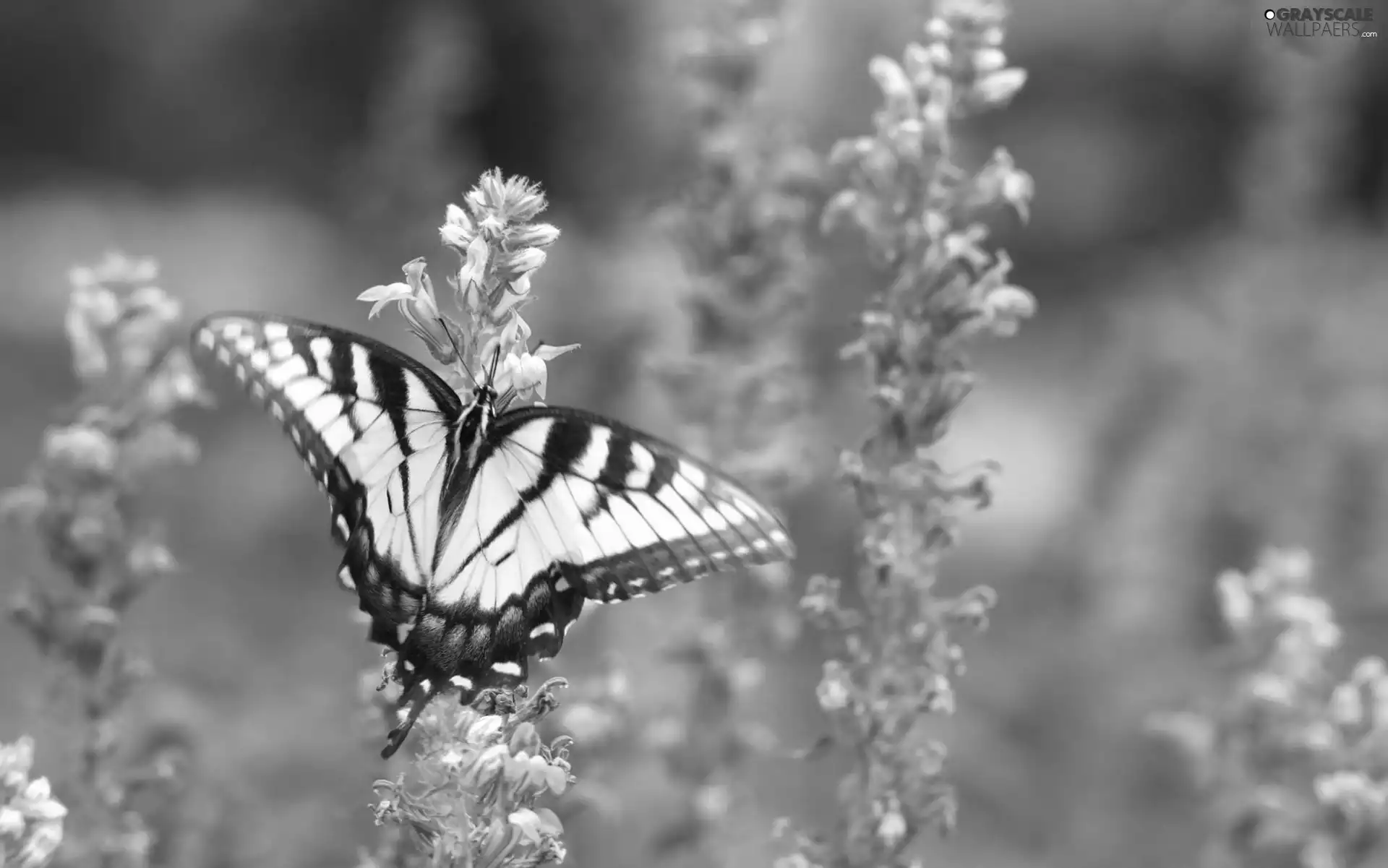 Flowers, butterfly, purple