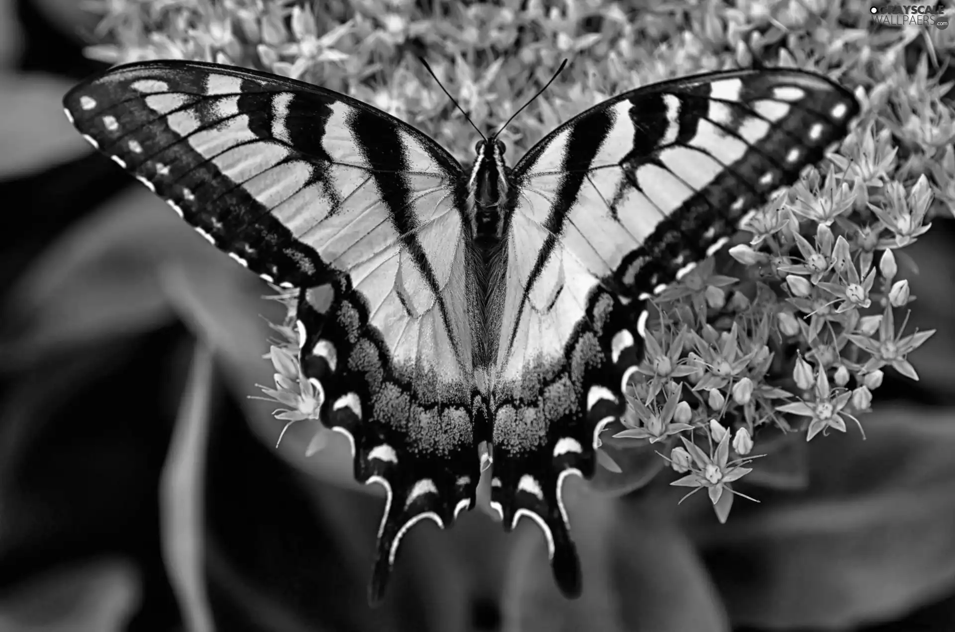 Flowers, butterfly, Purple