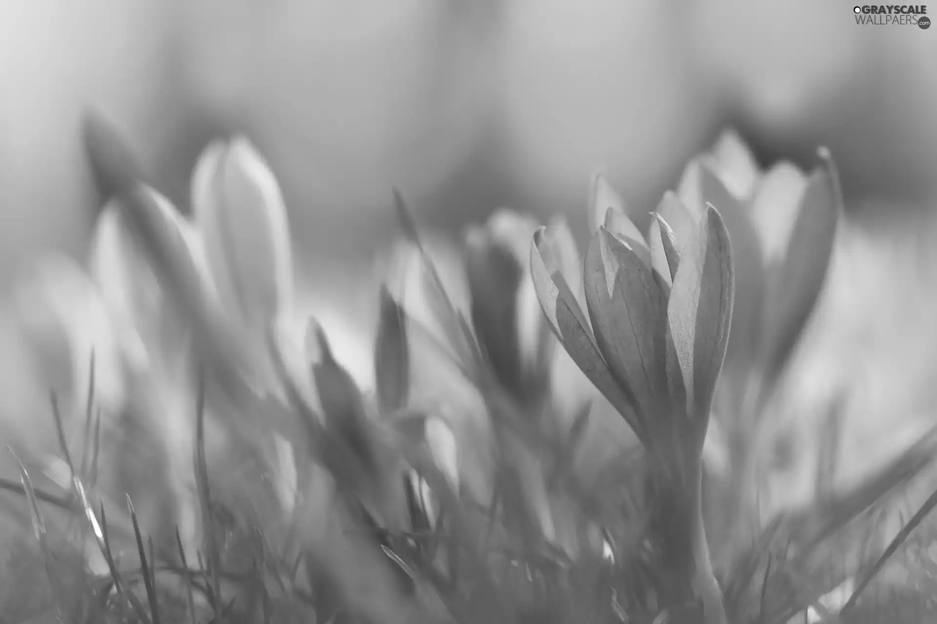 Flowers, crocuses, purple