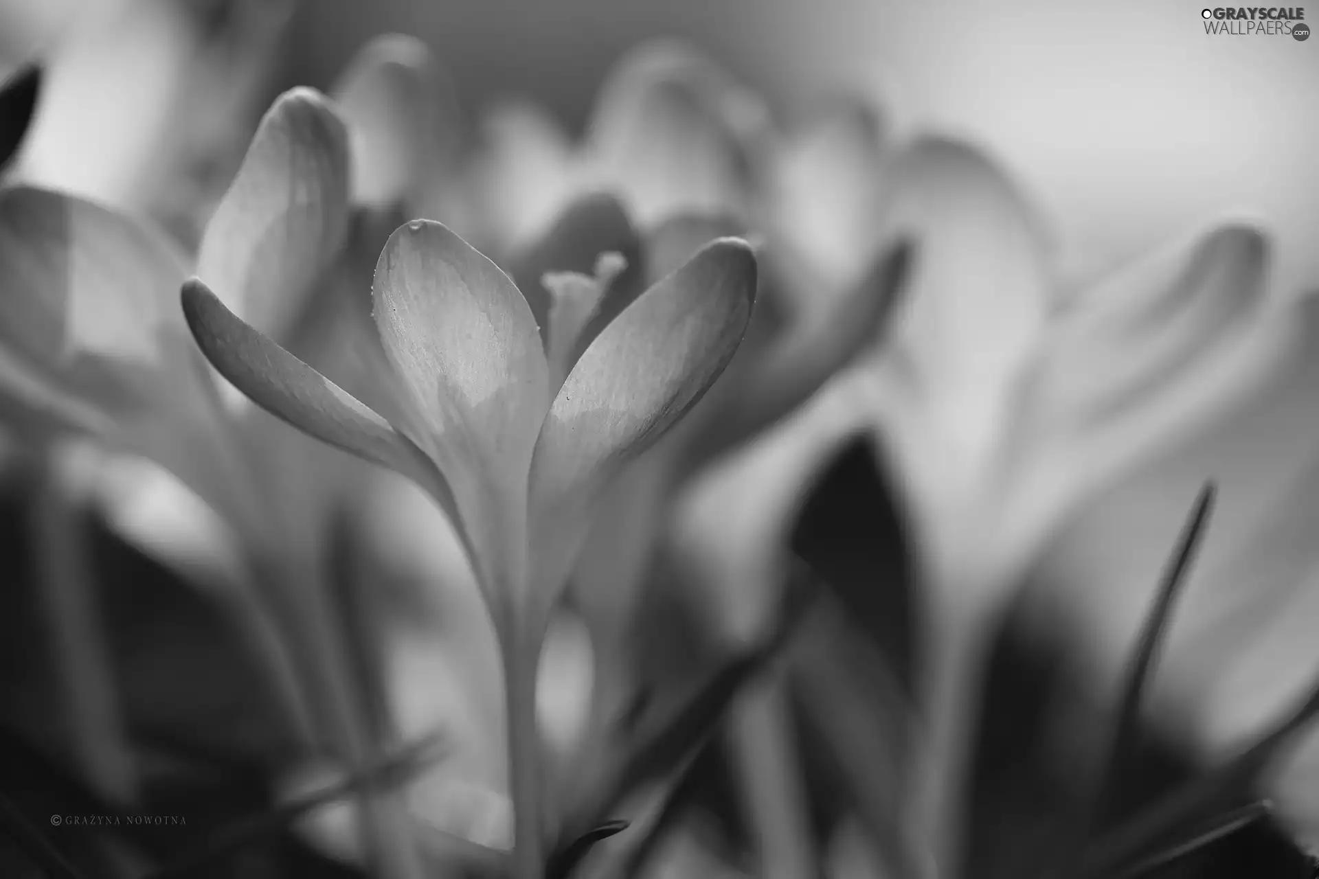 Flowers, crocuses, purple