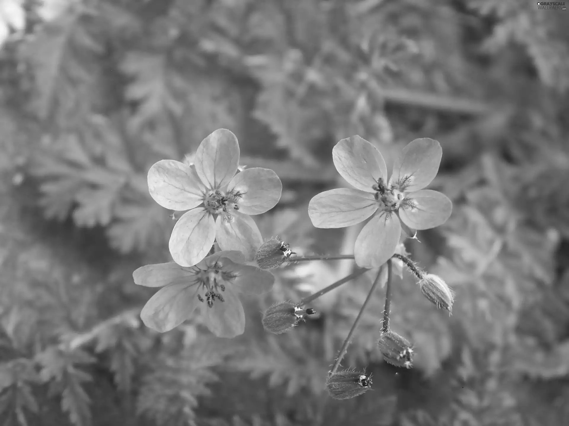 Flowers, Cute, purple