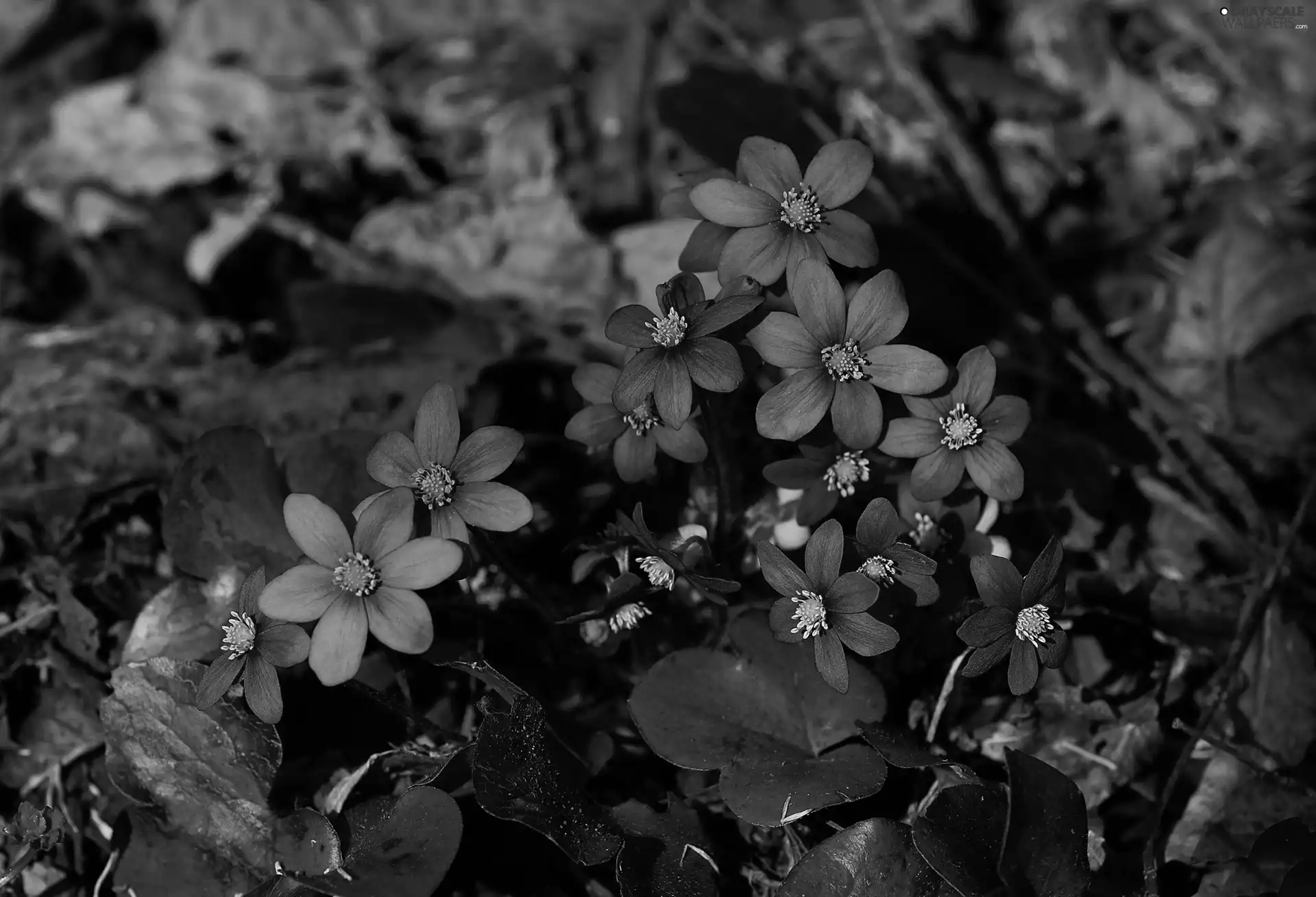 flowers, Liverworts, purple