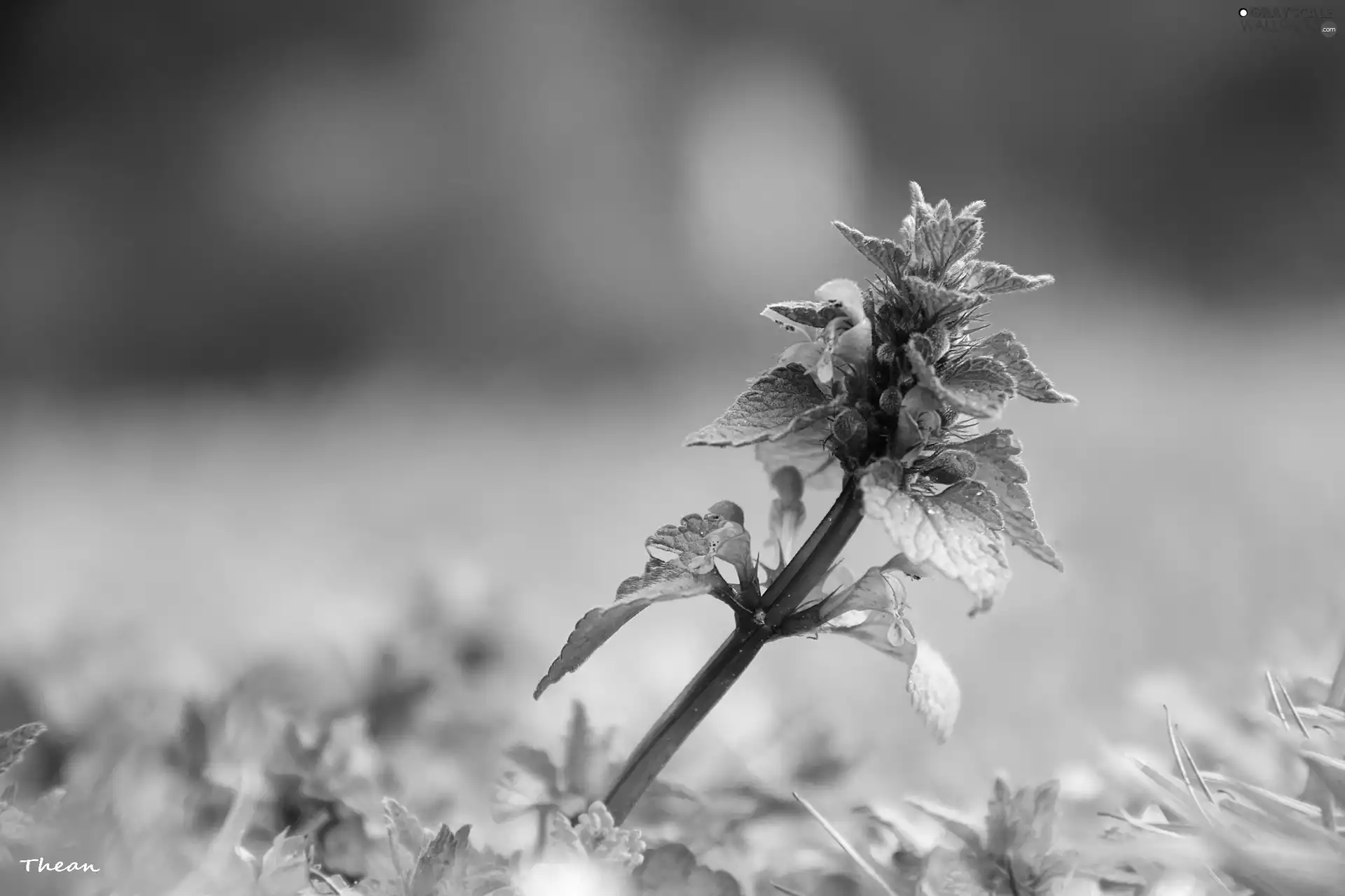 Flowers, nettle, purple