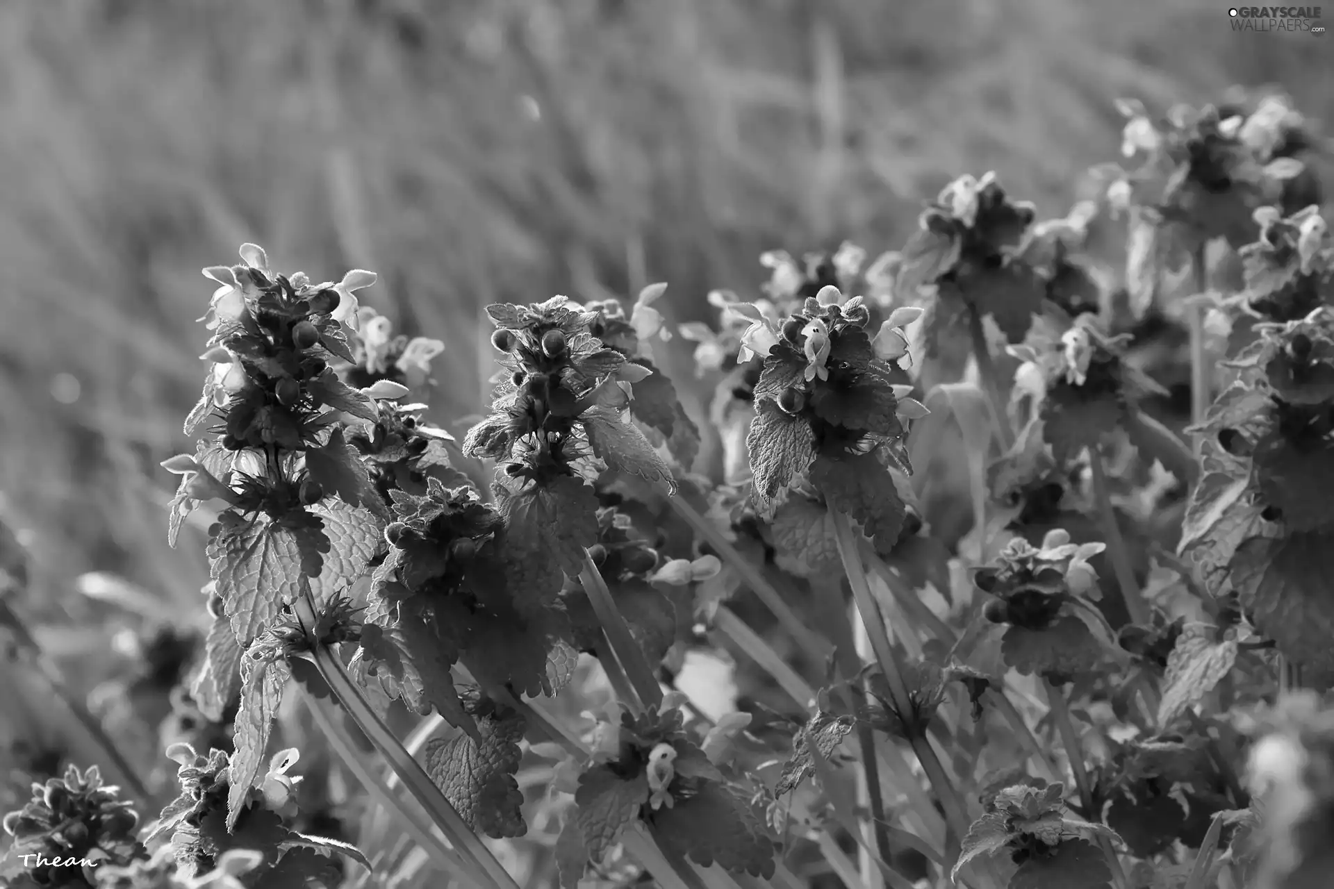 Flowers, nettle, purple