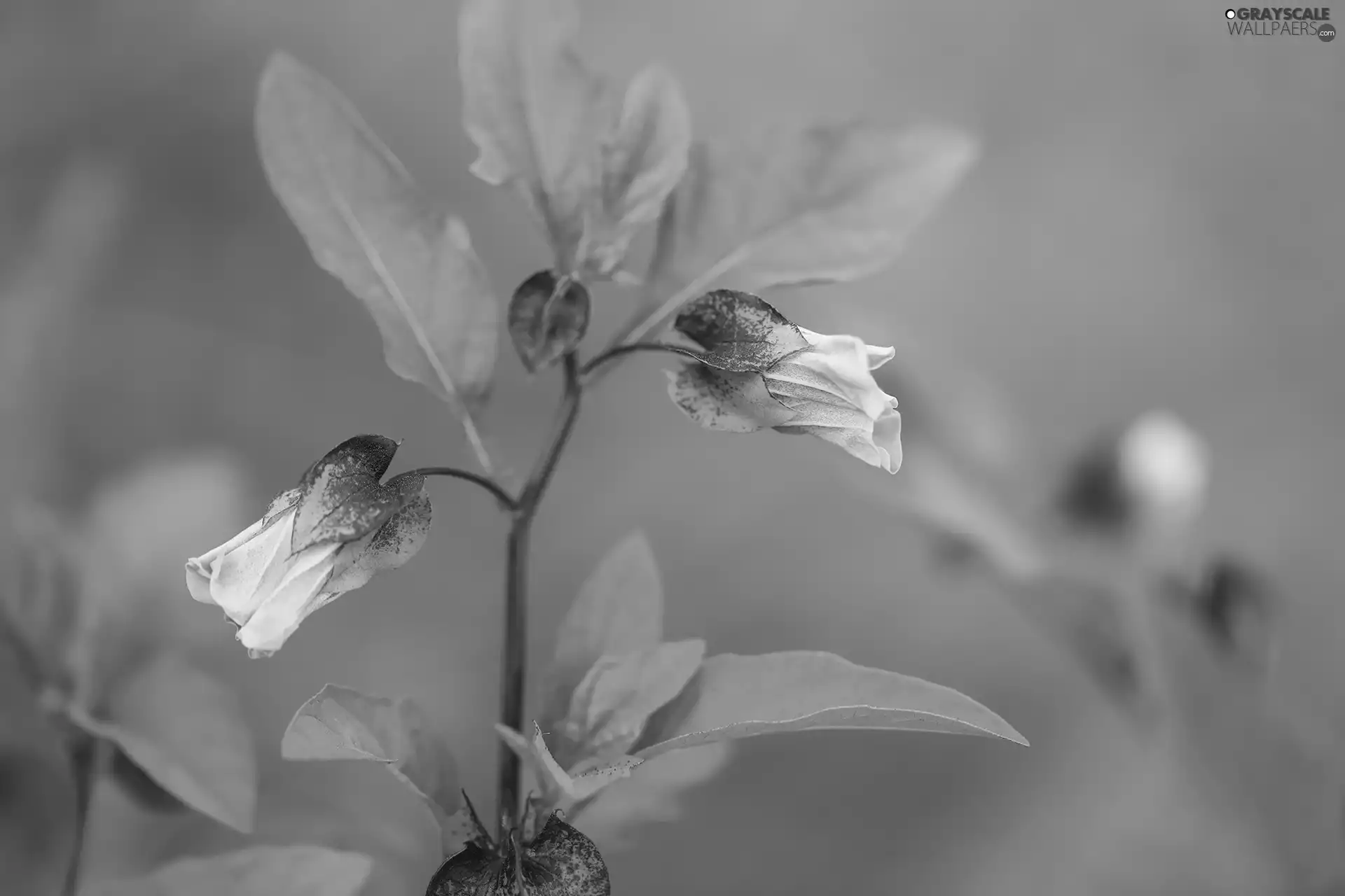 Flowers, plant, purple