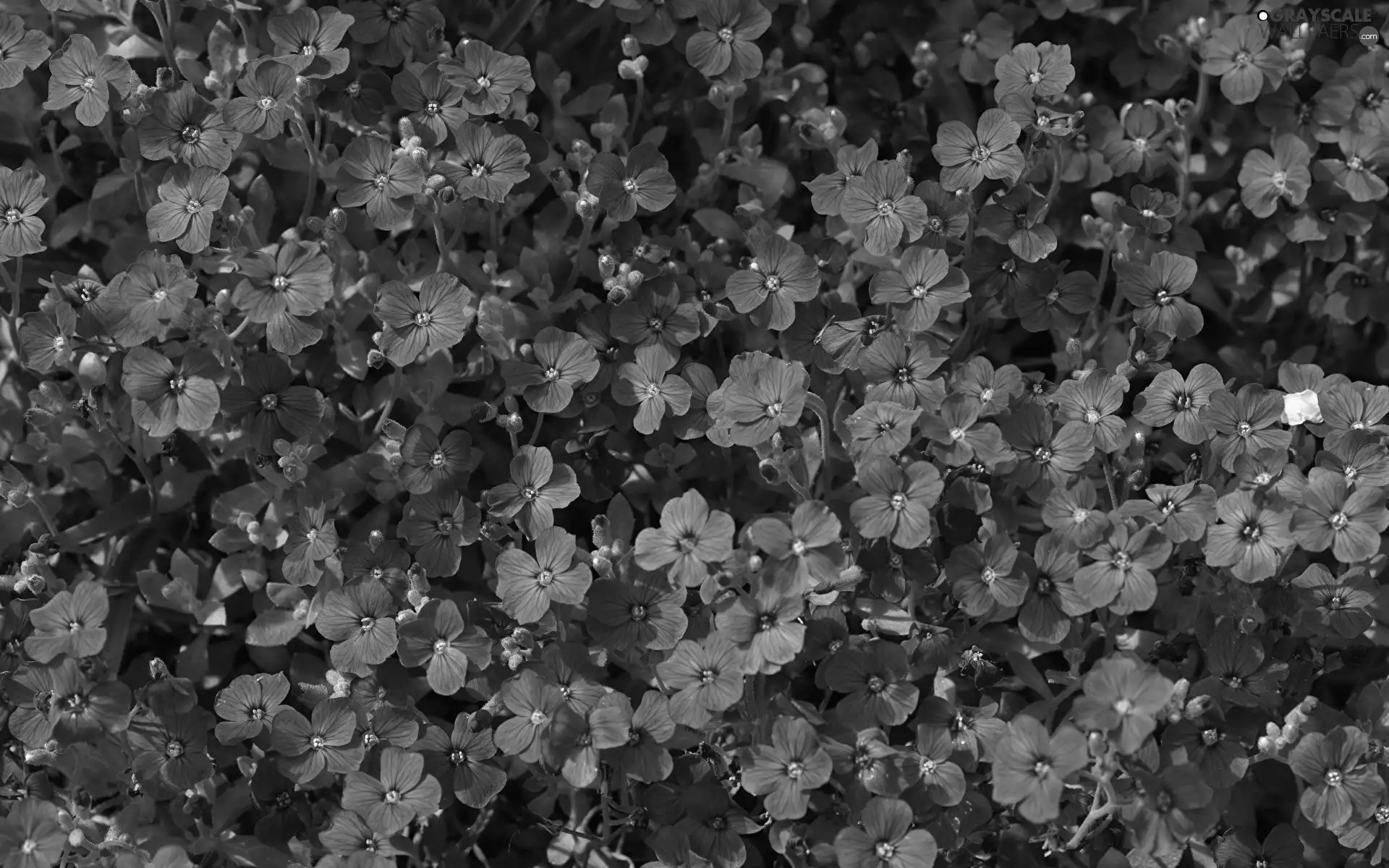 purple, Aubrieta, rapprochement, Flowers