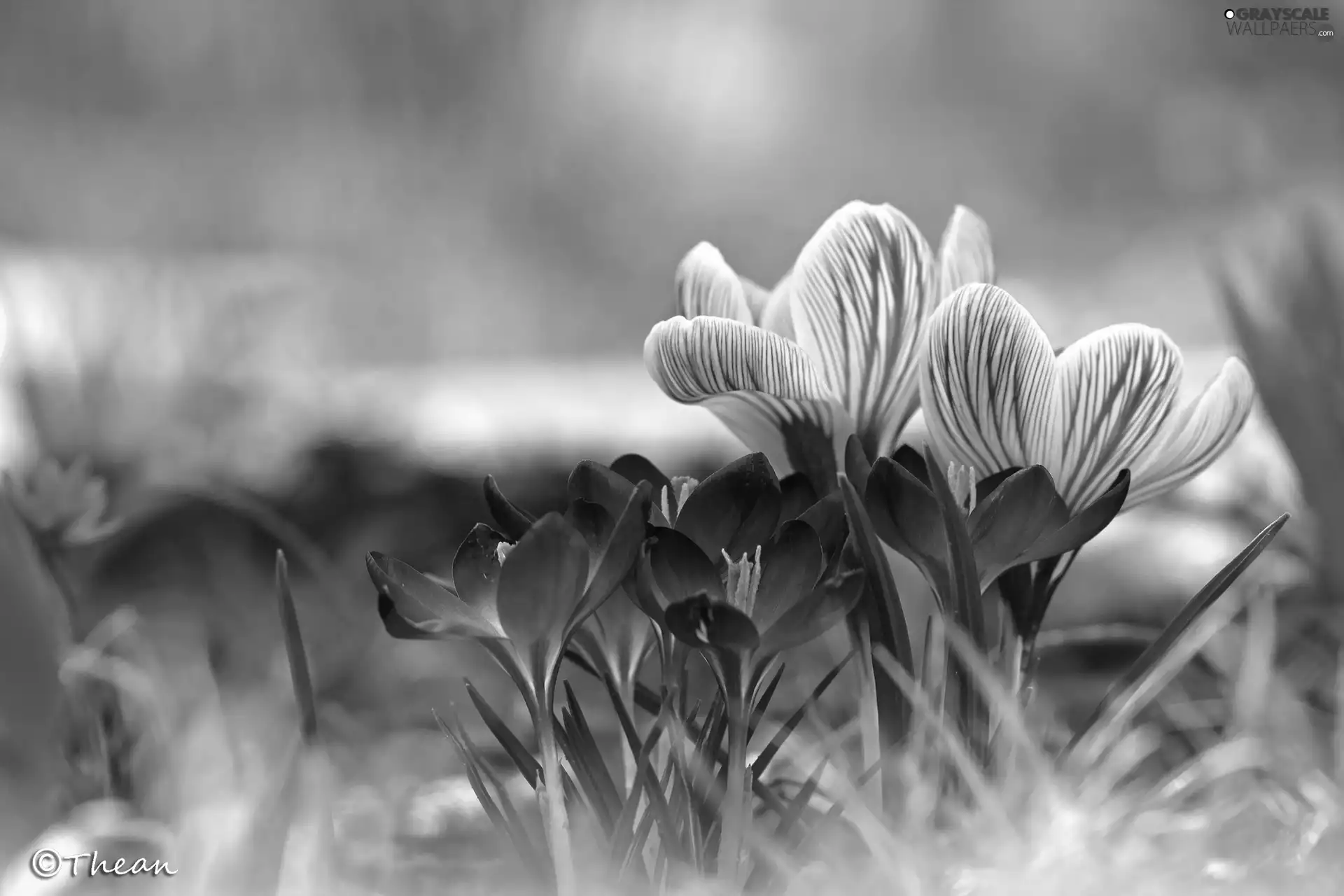 purple, Spring, Flowers, crocuses