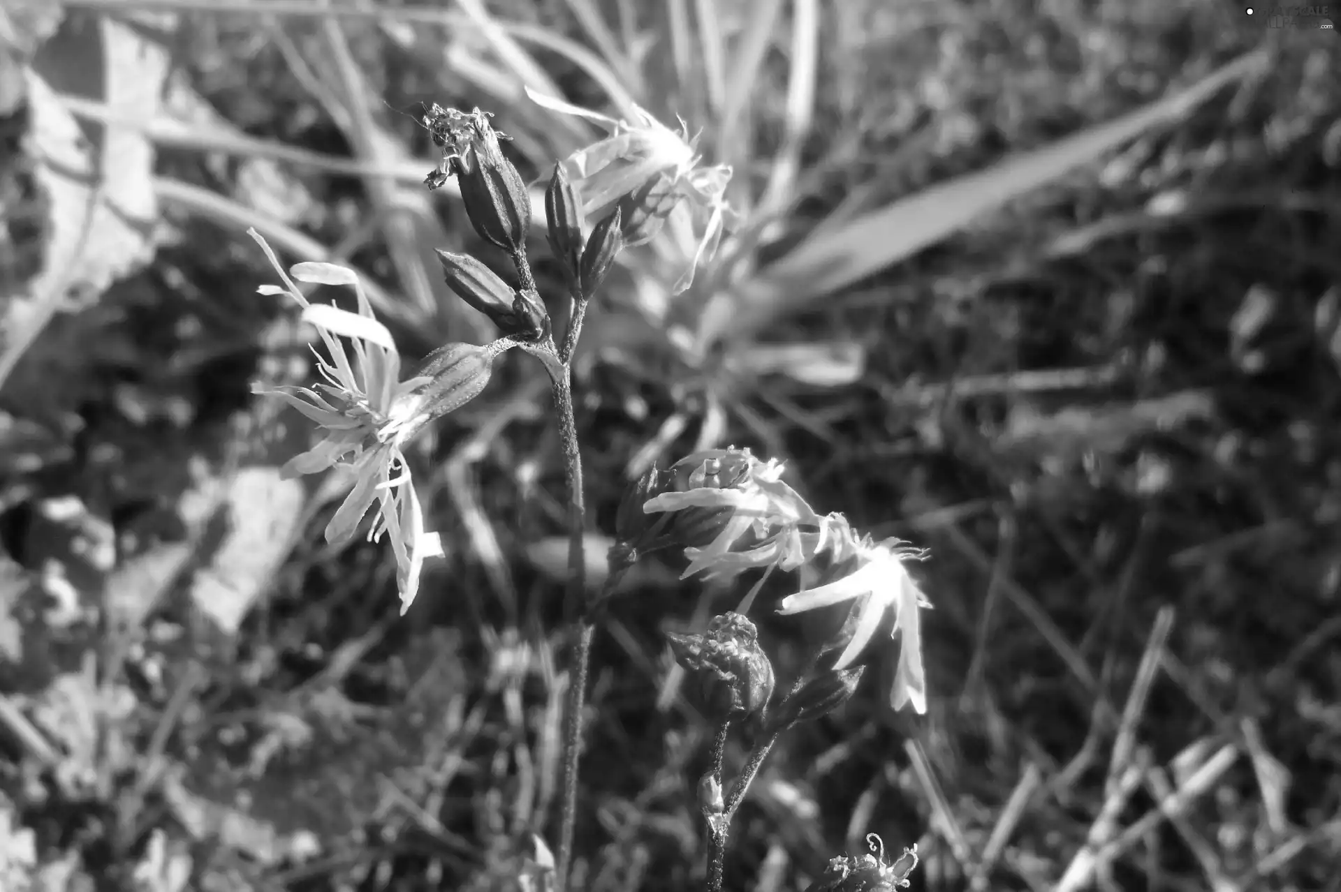 Lychnis ragged, Wildflowers, Flowers