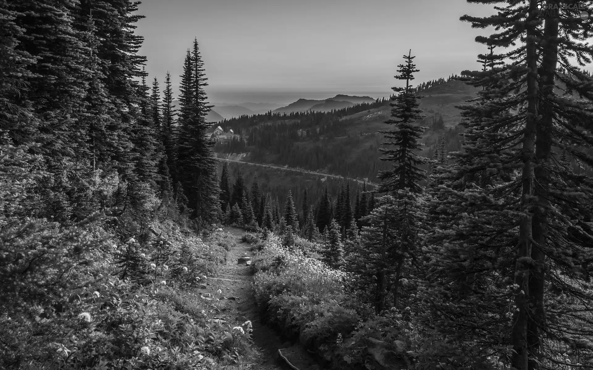 Way, Mountains, viewes, Washington State, Spruces, Mount Rainier National Park, trees, The United States, Great Sunsets, Flowers