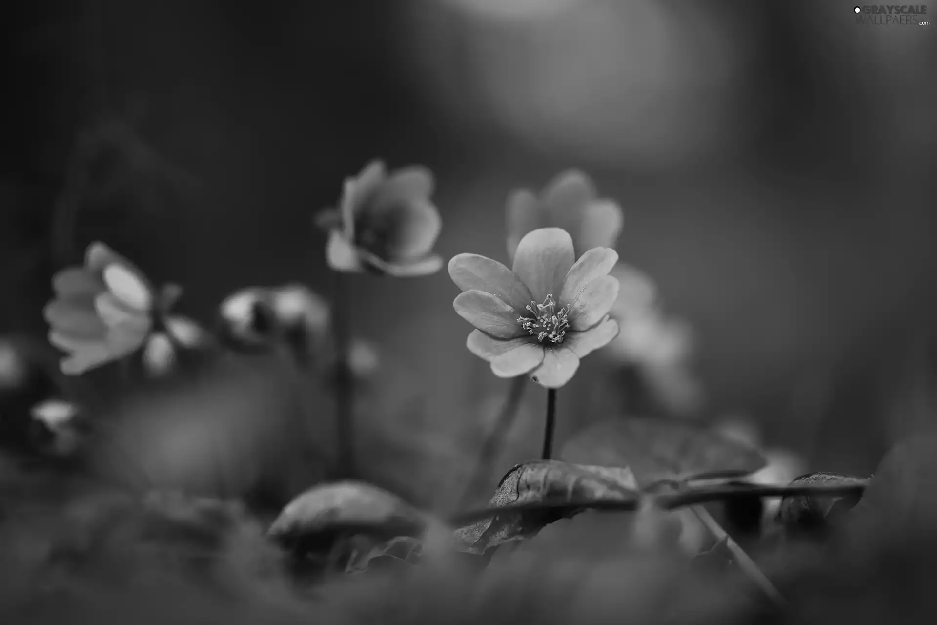 rapprochement, lilac, Liverworts, Flowers