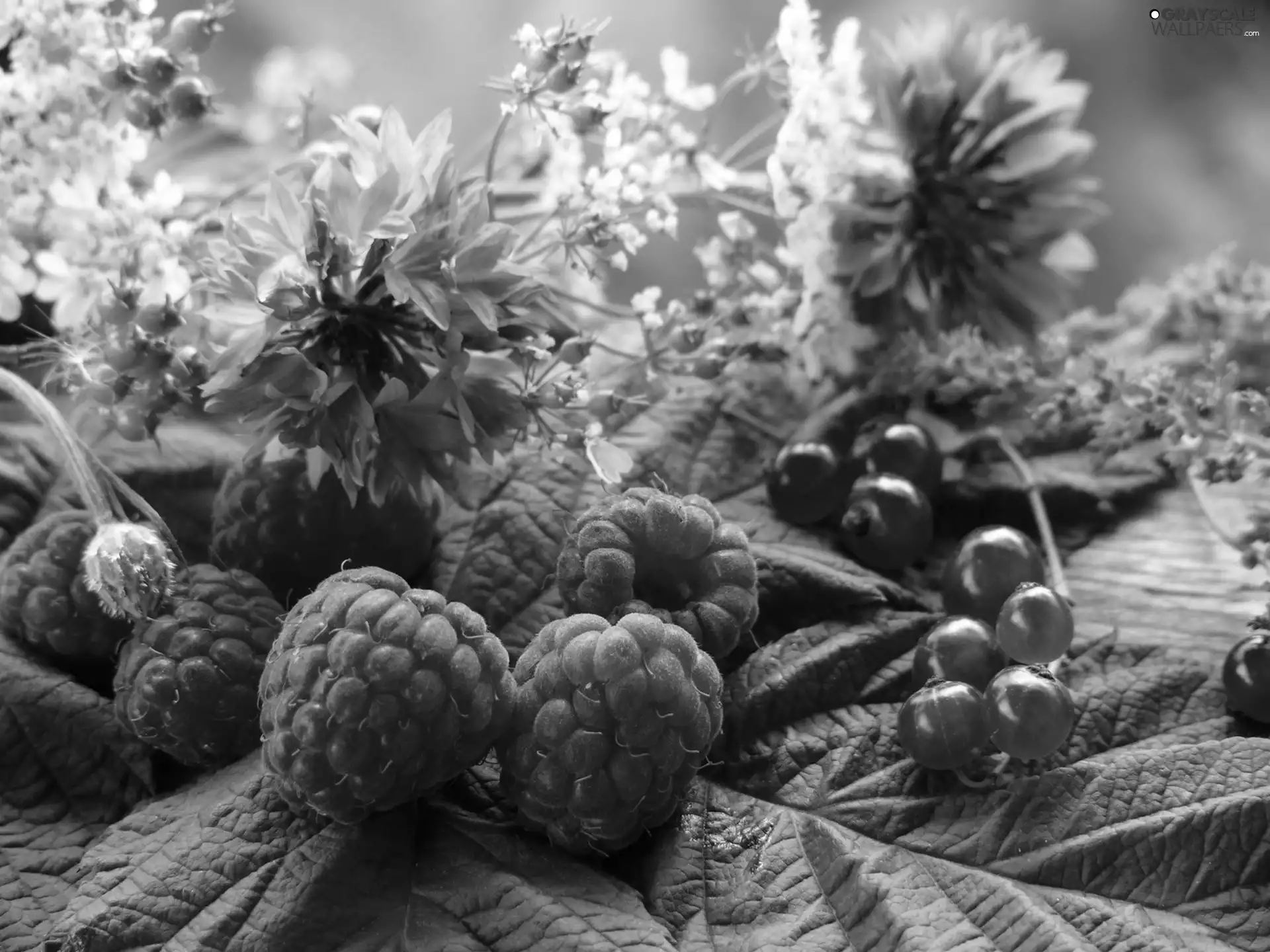 raspberries, Wildflowers, Flowers, currants