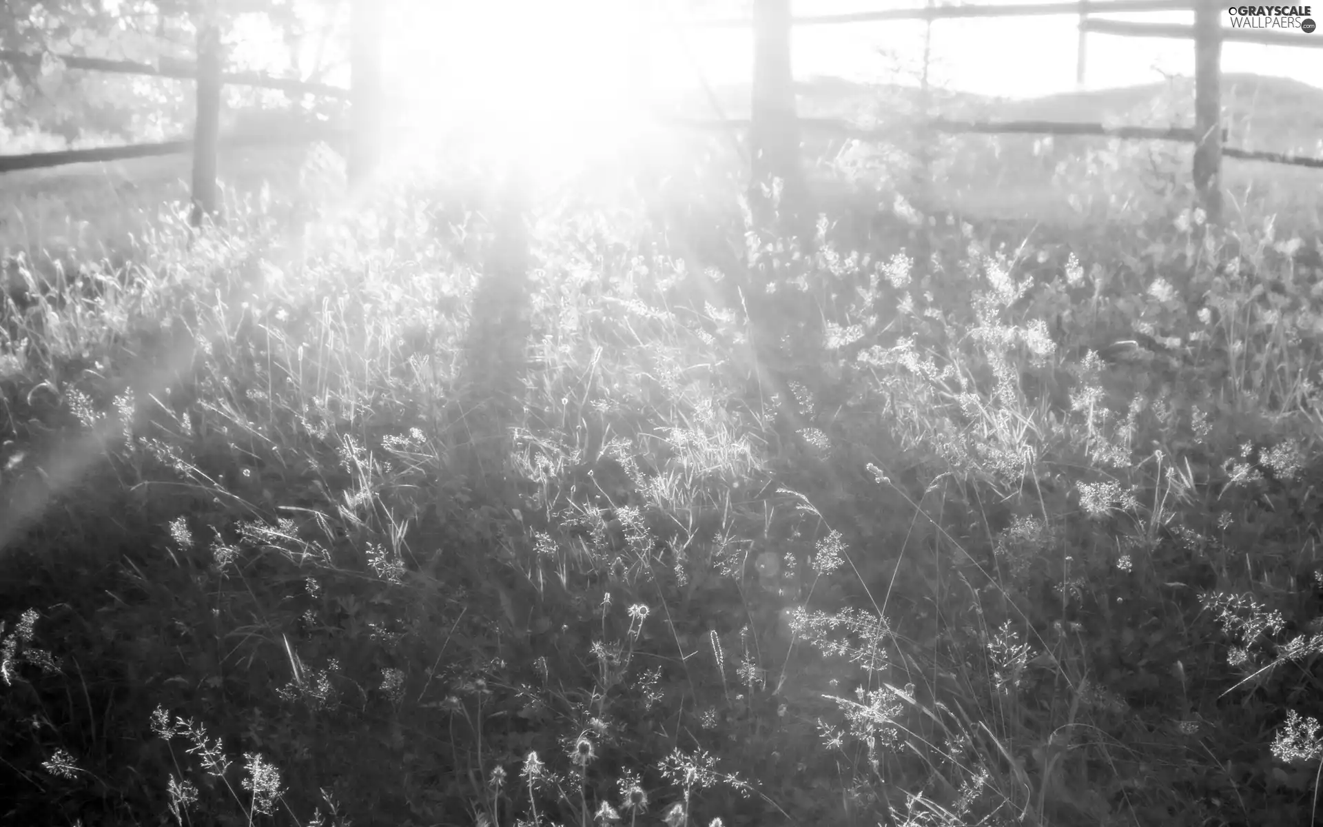 rays, Meadow, Flowers, sun