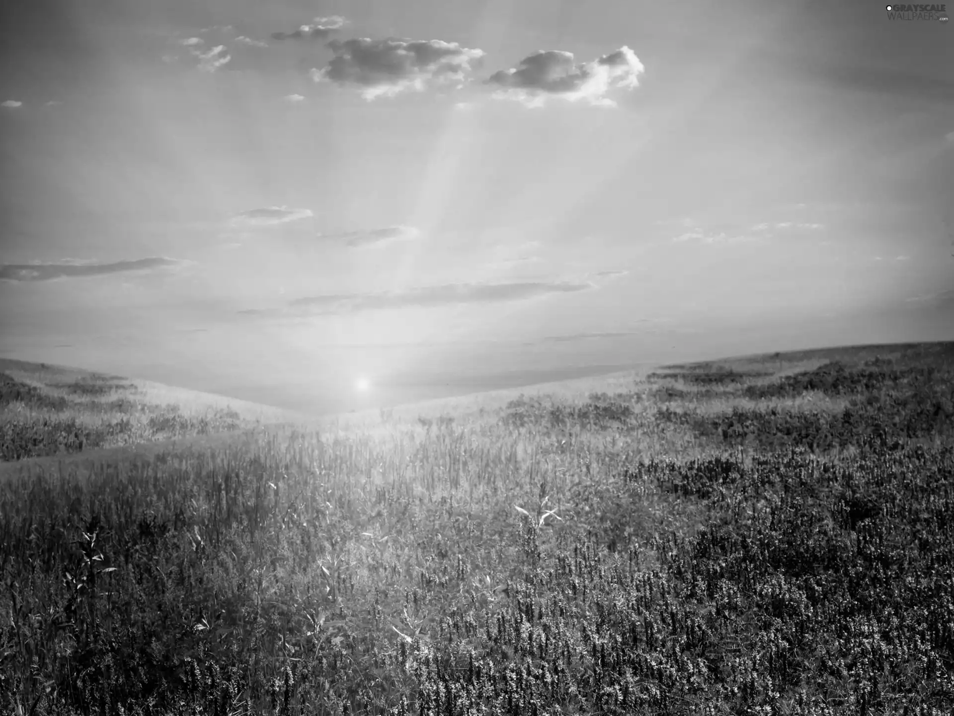 rays, Meadow, Flowers, sun