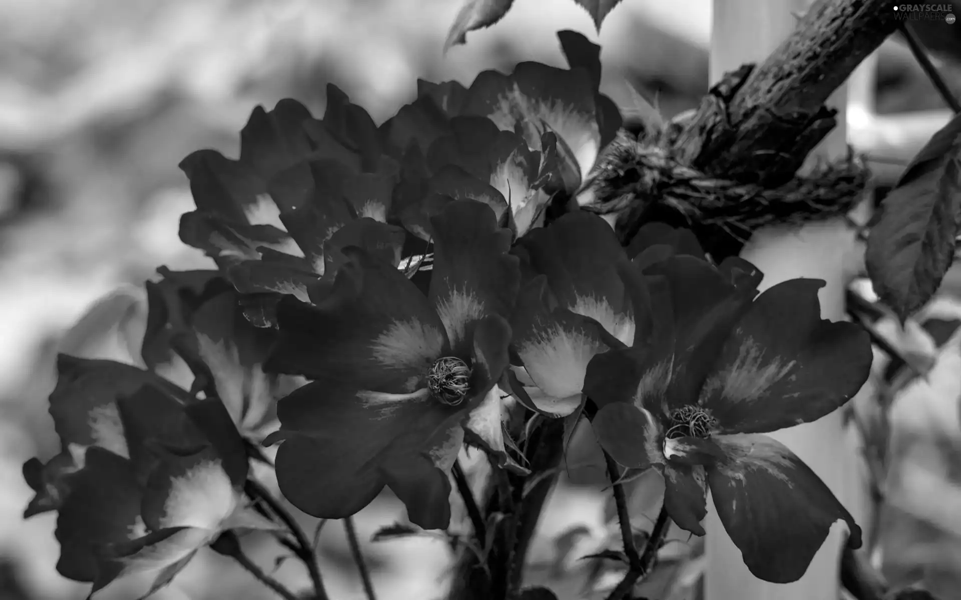 Red, Flowers