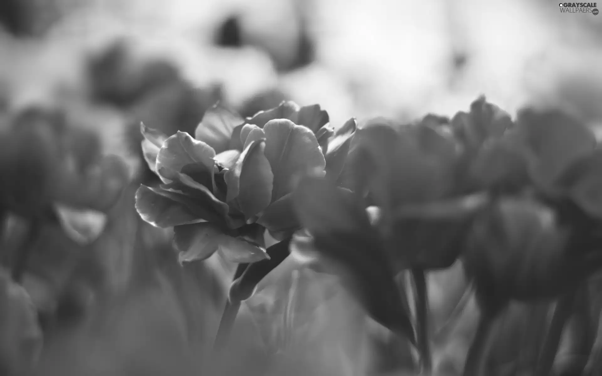 Red, Flowers