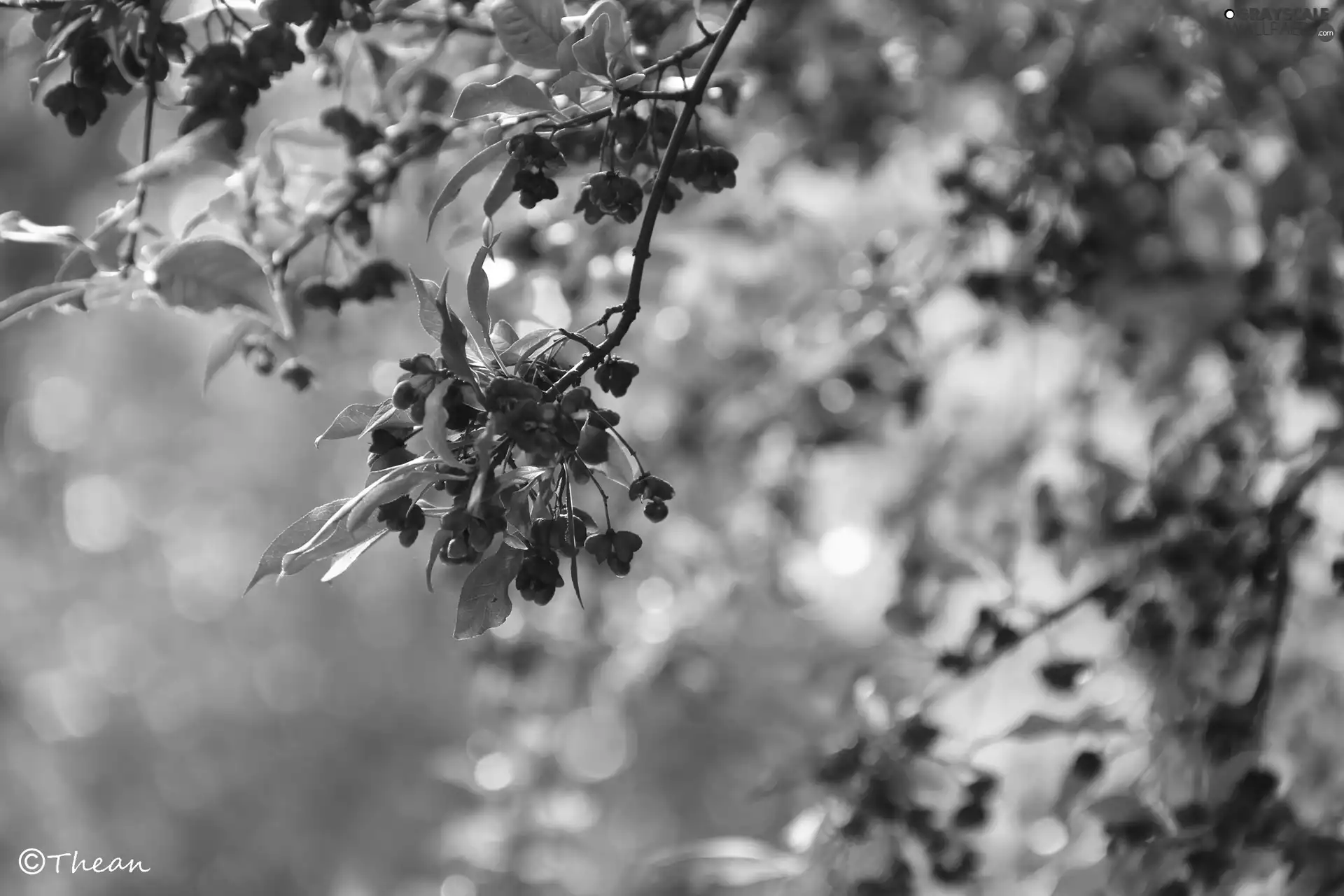 Flowers, Bush, Red