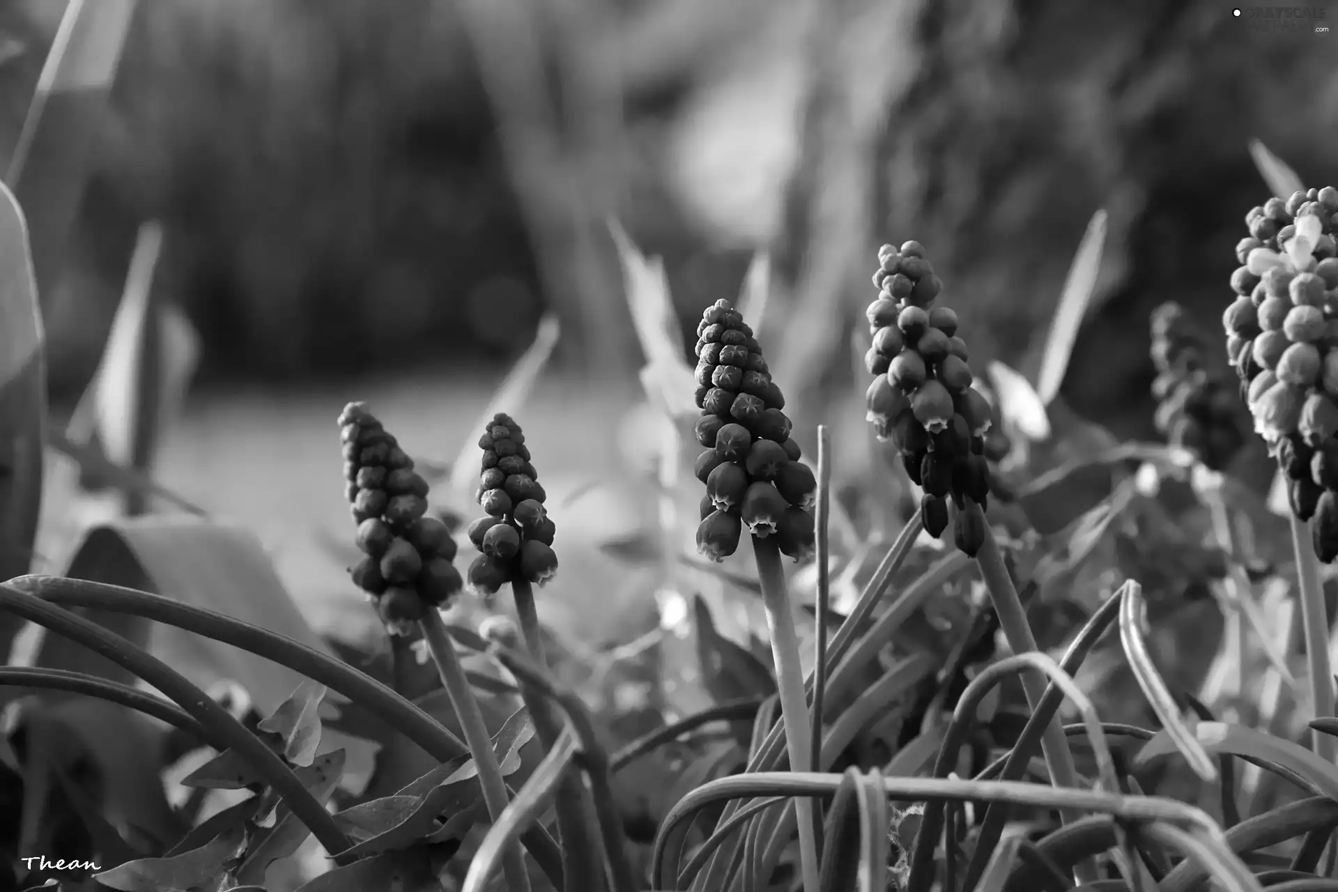 Flowers, Muscari, Red