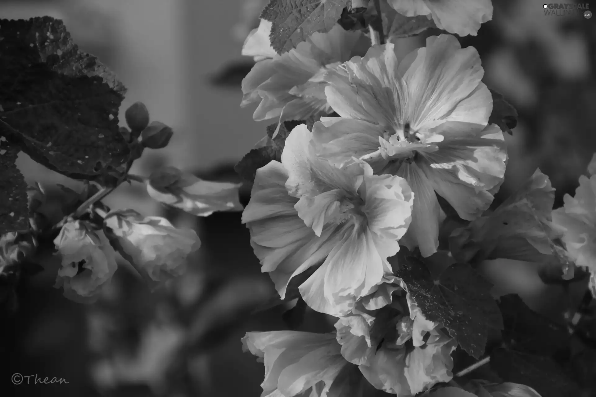 yellow-red, Hollyhocks, Flowers