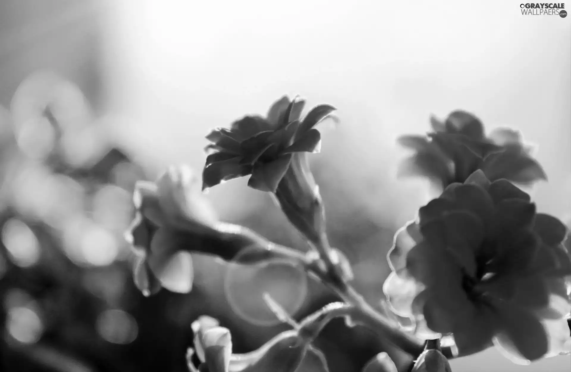 Red, Flowers