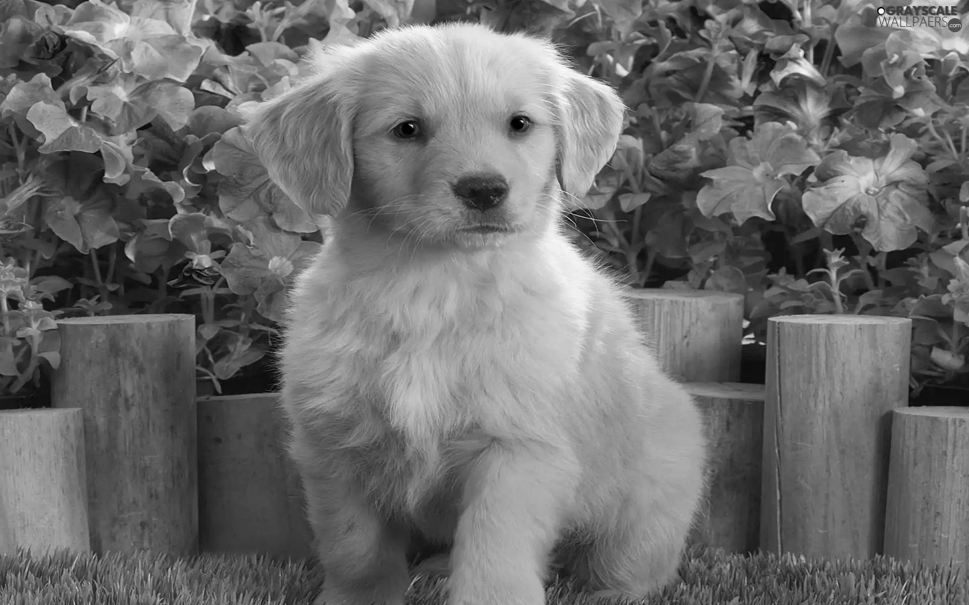 Flowers, Labrador, retriever