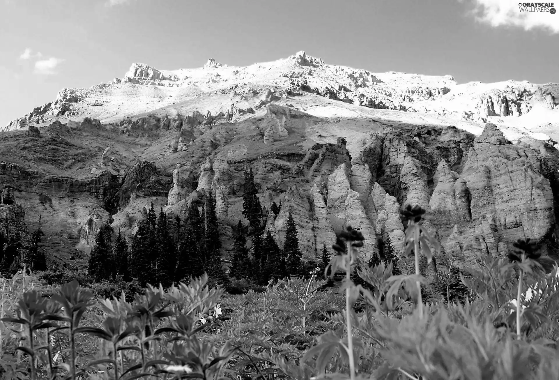 Rocky, Meadow, Flowers, Mountains