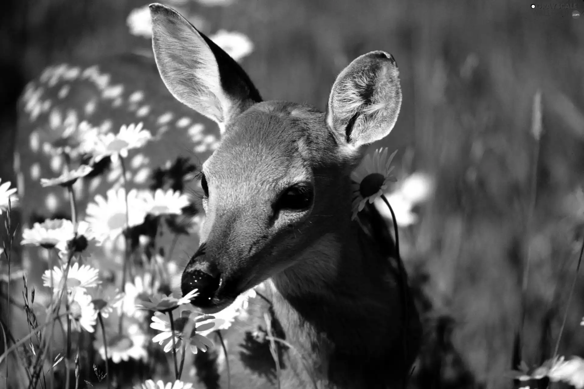 roe, Flowers
