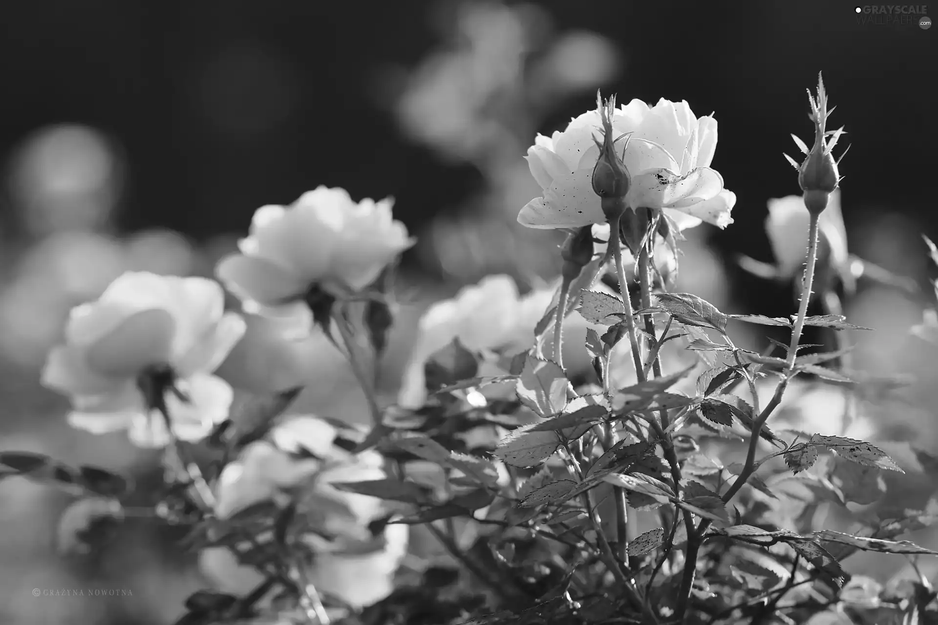 Flowers, Yellow, roses