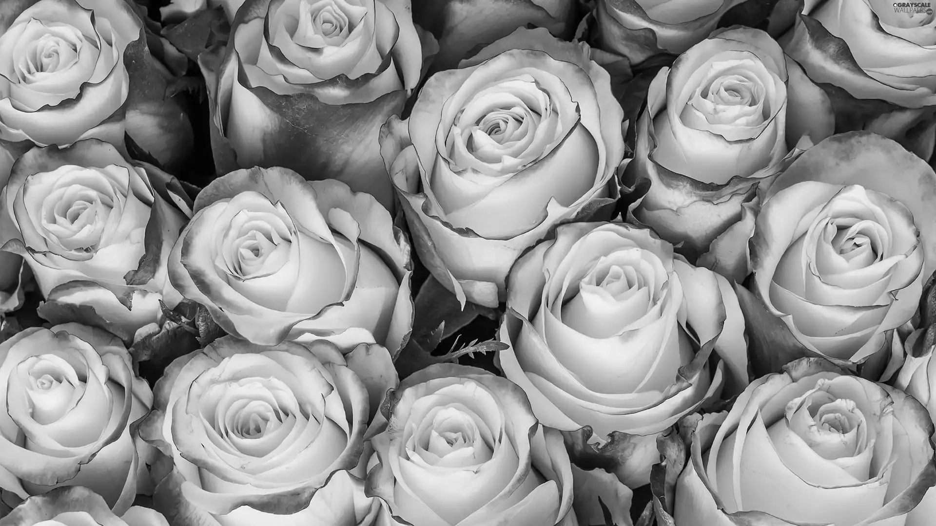 roses, Flowers