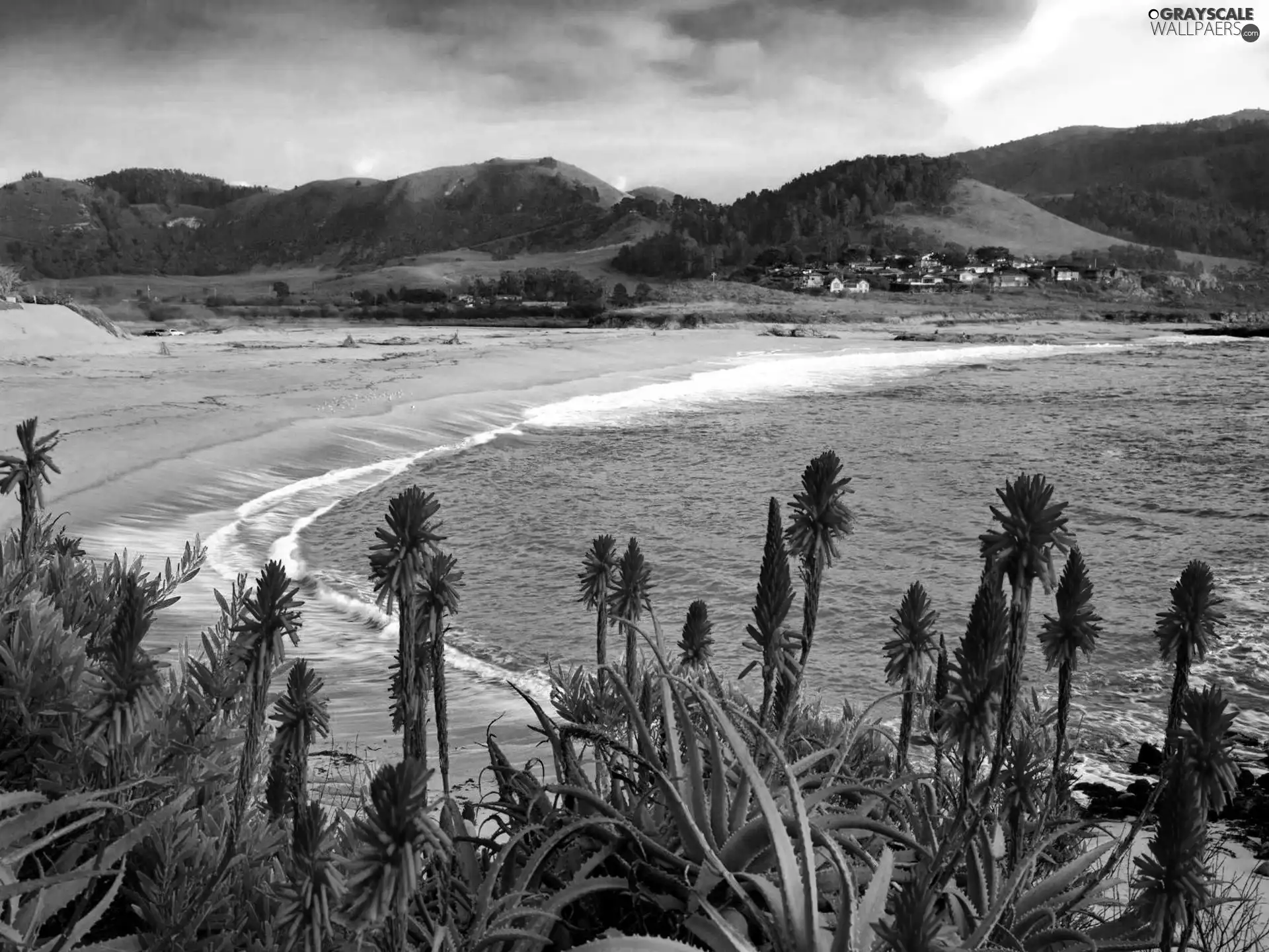 Flowers, aloe, Beaches, Mountains, sea