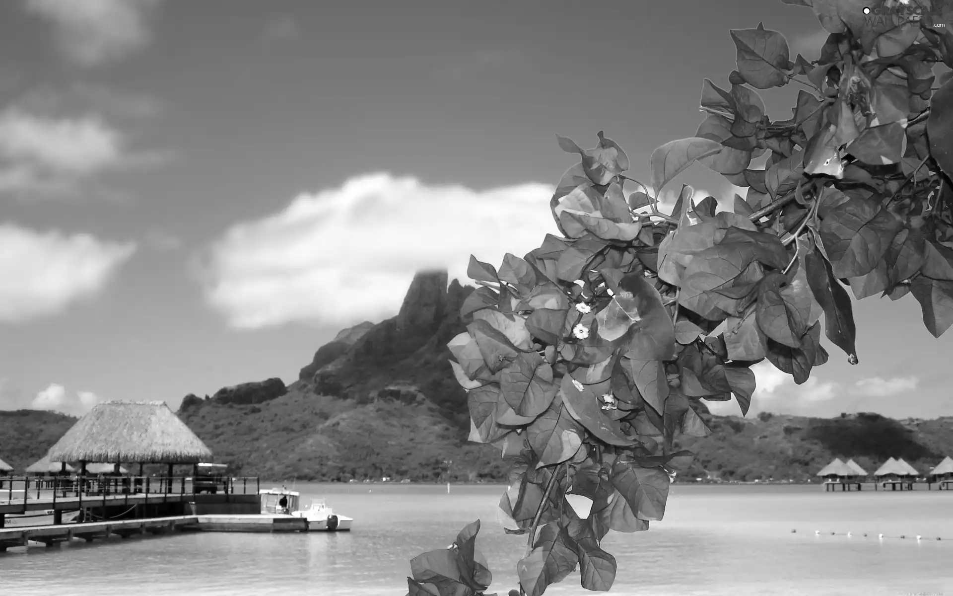 Flowers, Bougainvillea, Tropical, Platforms, sea