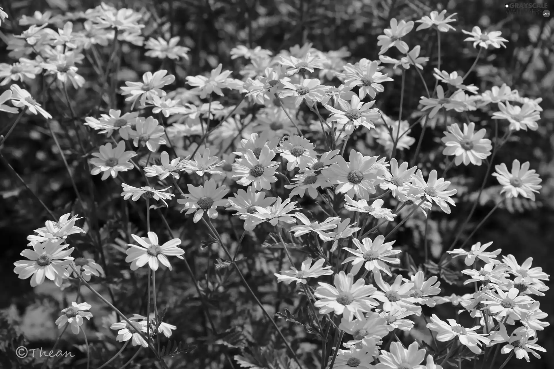 daisy, Shasta Daisy, Flowers