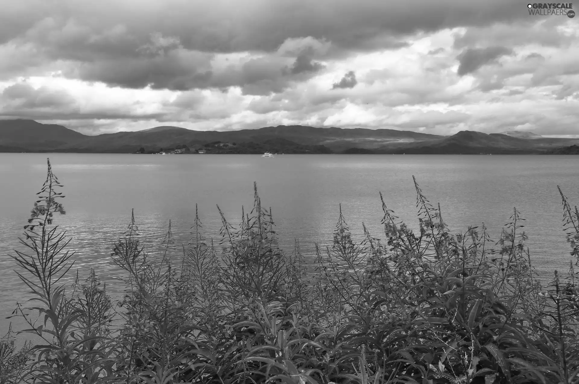 Flowers, lake, Sky