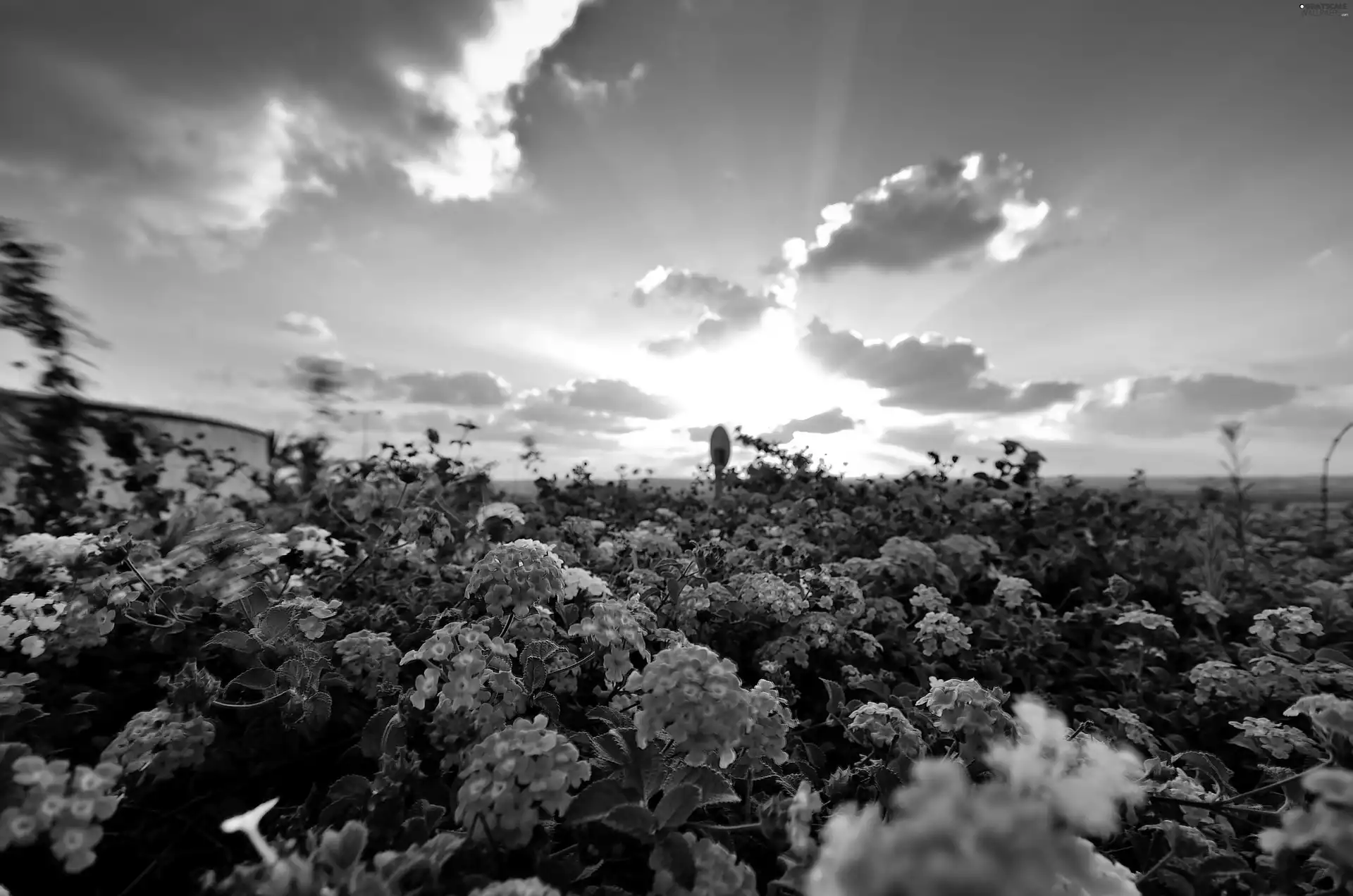 Sky, Meadow, Flowers, clouds