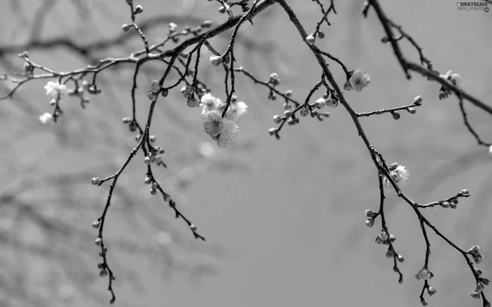 Fruit Tree, Sky, Flowers, Buds, branch pics