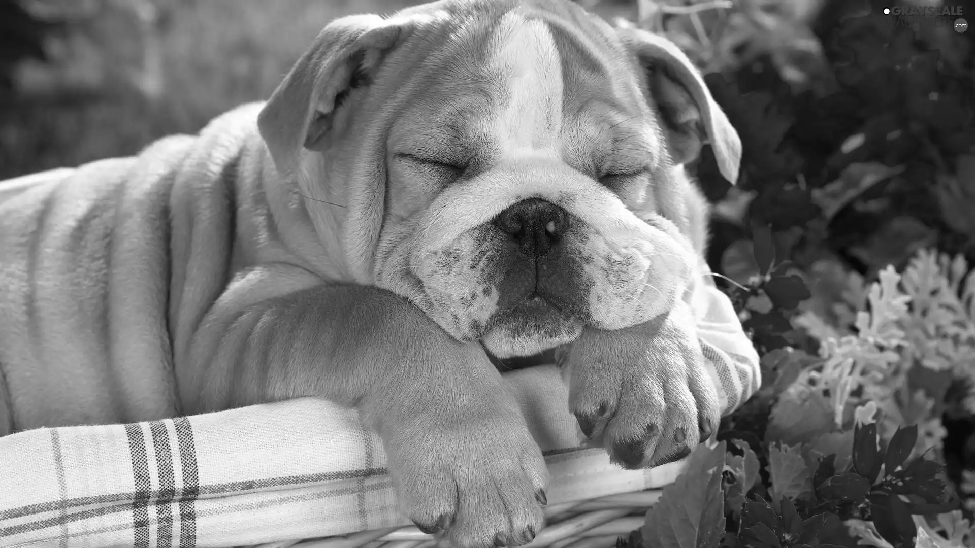 sleepy, basket, Flowers, dog