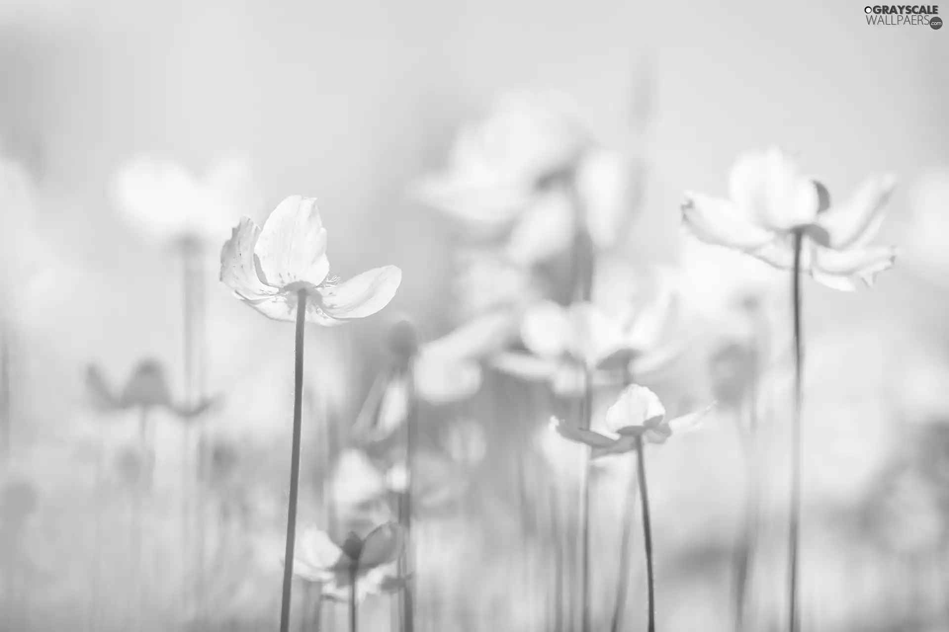 Snowdrop Windflower, White, Flowers