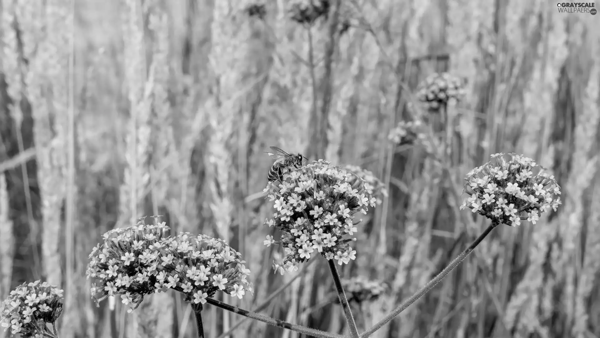 bee, Flowers, South American Vervain